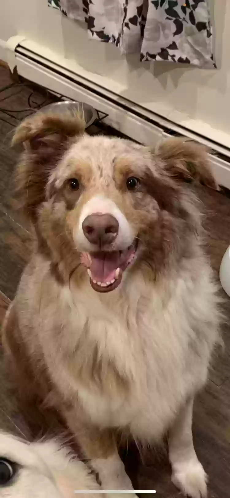adoptable Dog in Lindenhurst,NY named Oscar