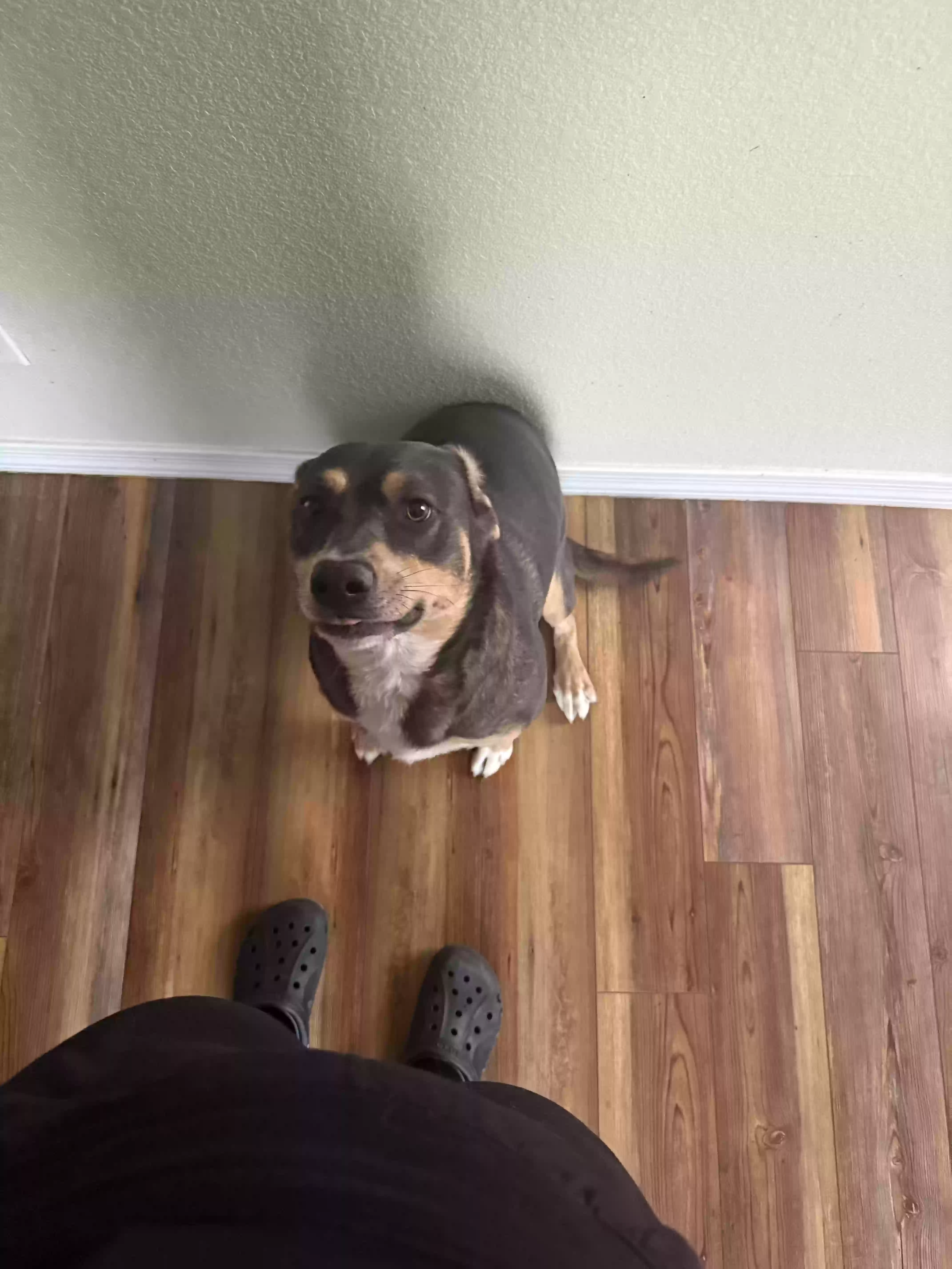 adoptable Dog in Rio Rancho,NM named Athena