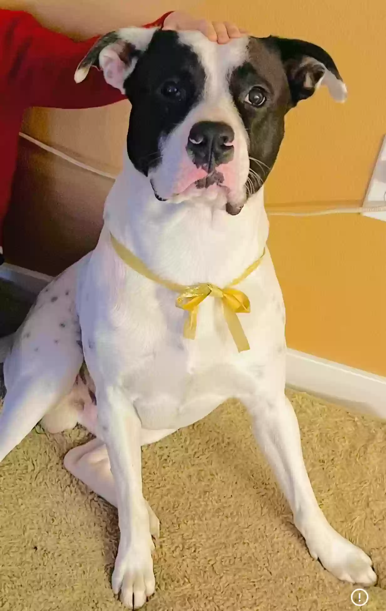 adoptable Dog in Bremerton,WA named