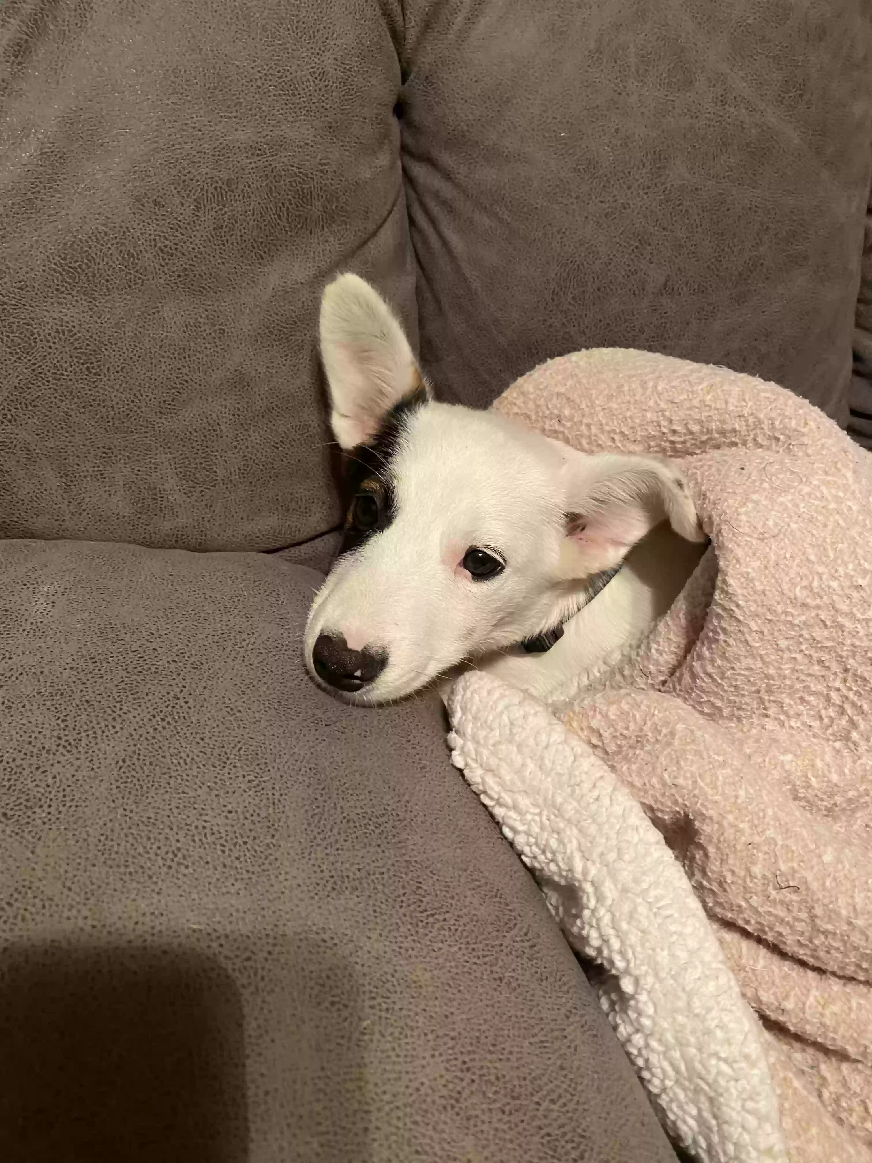 adoptable Dog in Batesville,AR named Mabel