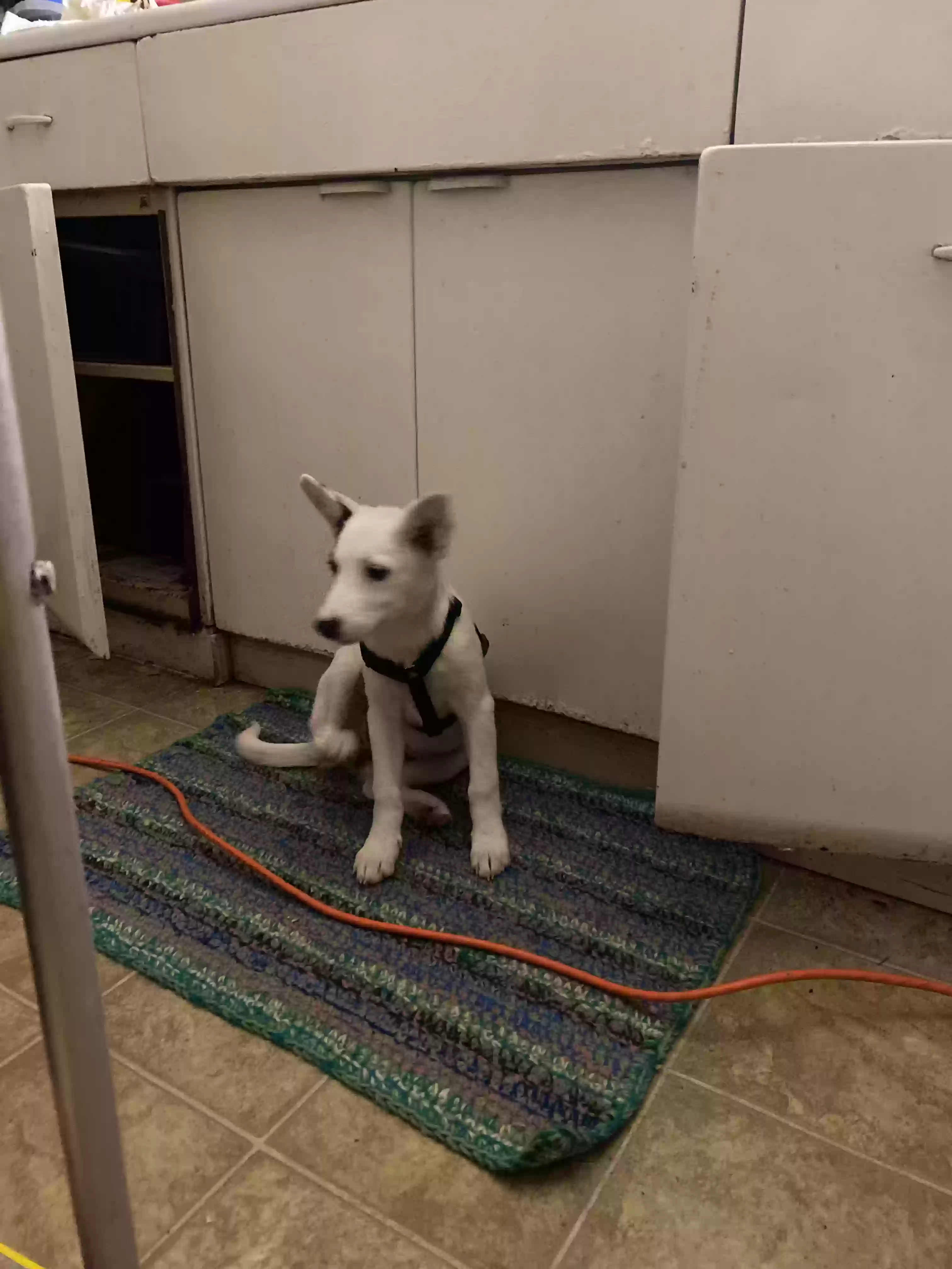 adoptable Dog in Batesville,AR named Mabel