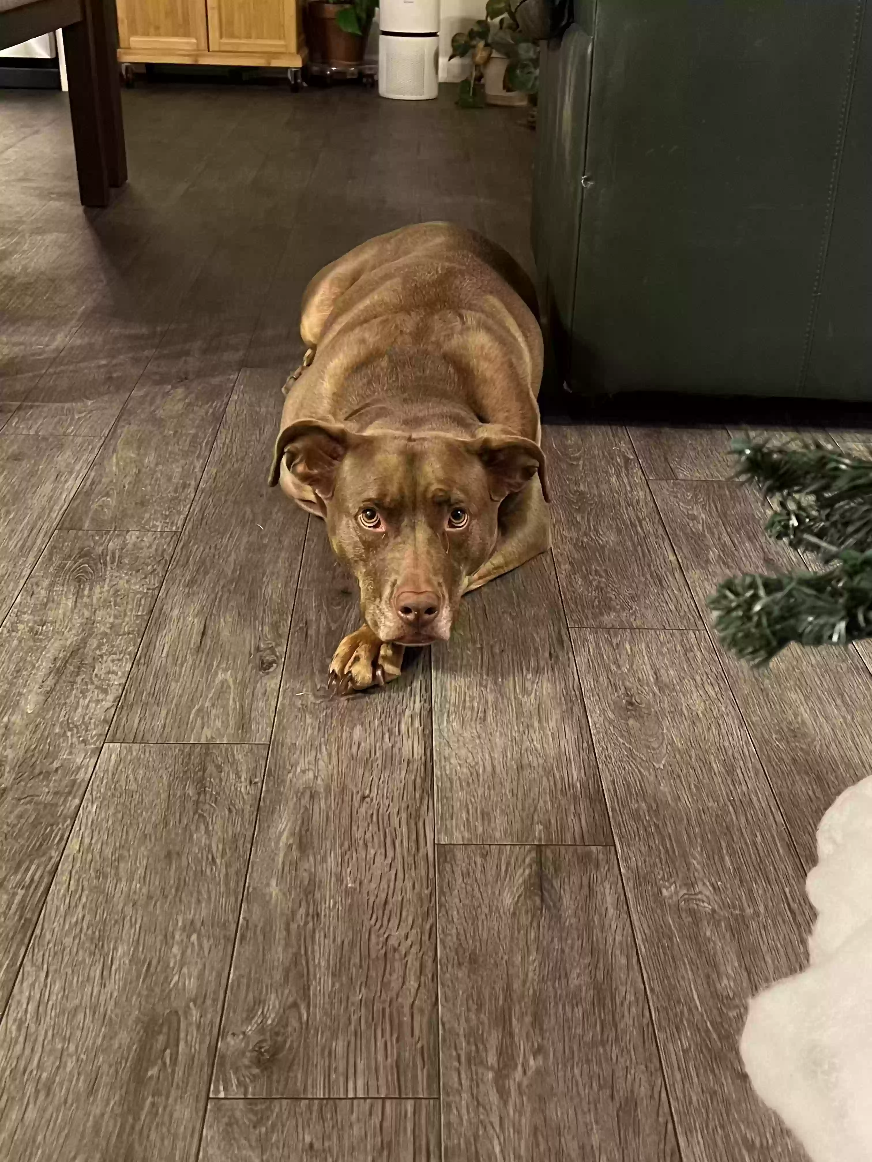 adoptable Dog in Smithfield,NC named Bella