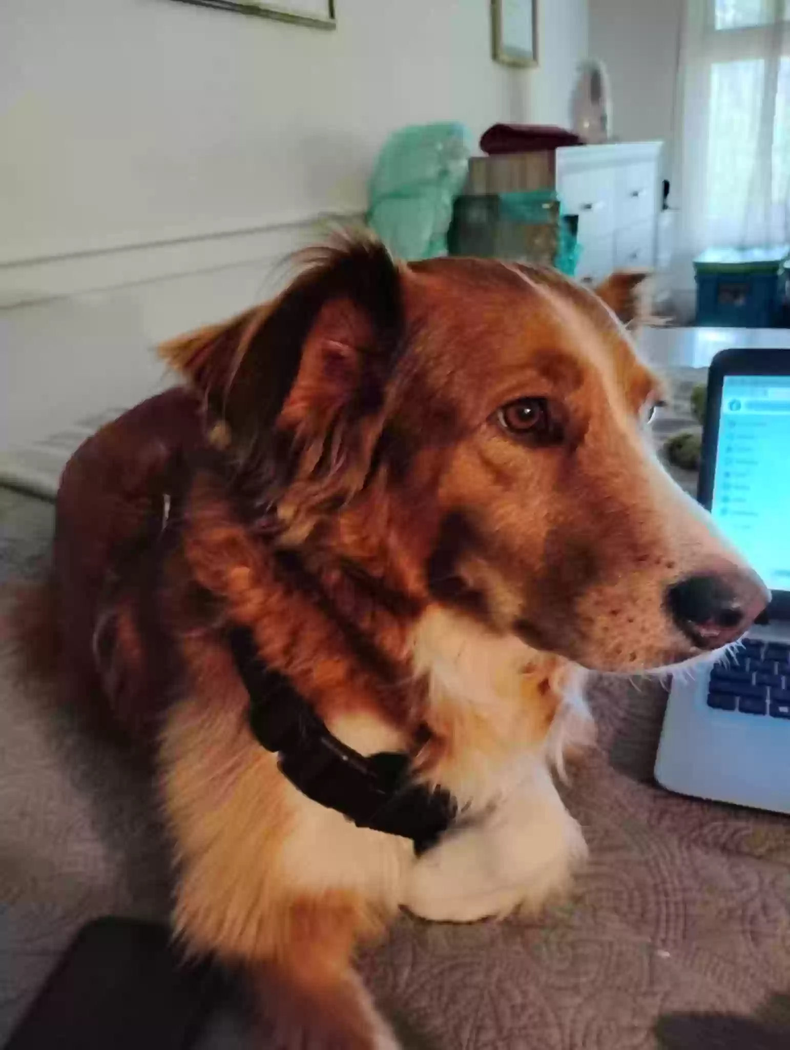 adoptable Dog in Mount Morris,NY named June