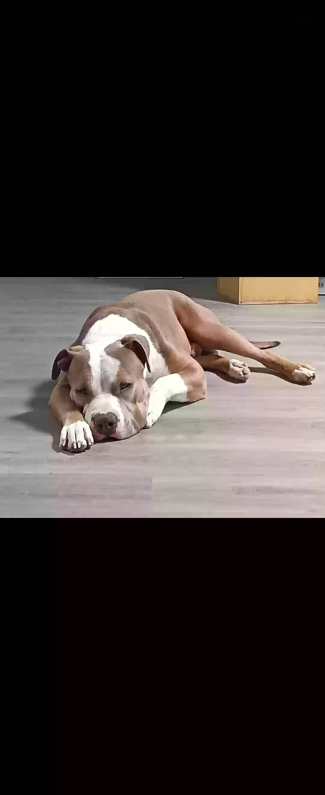 adoptable Dog in Tucson,AZ named Wolverine