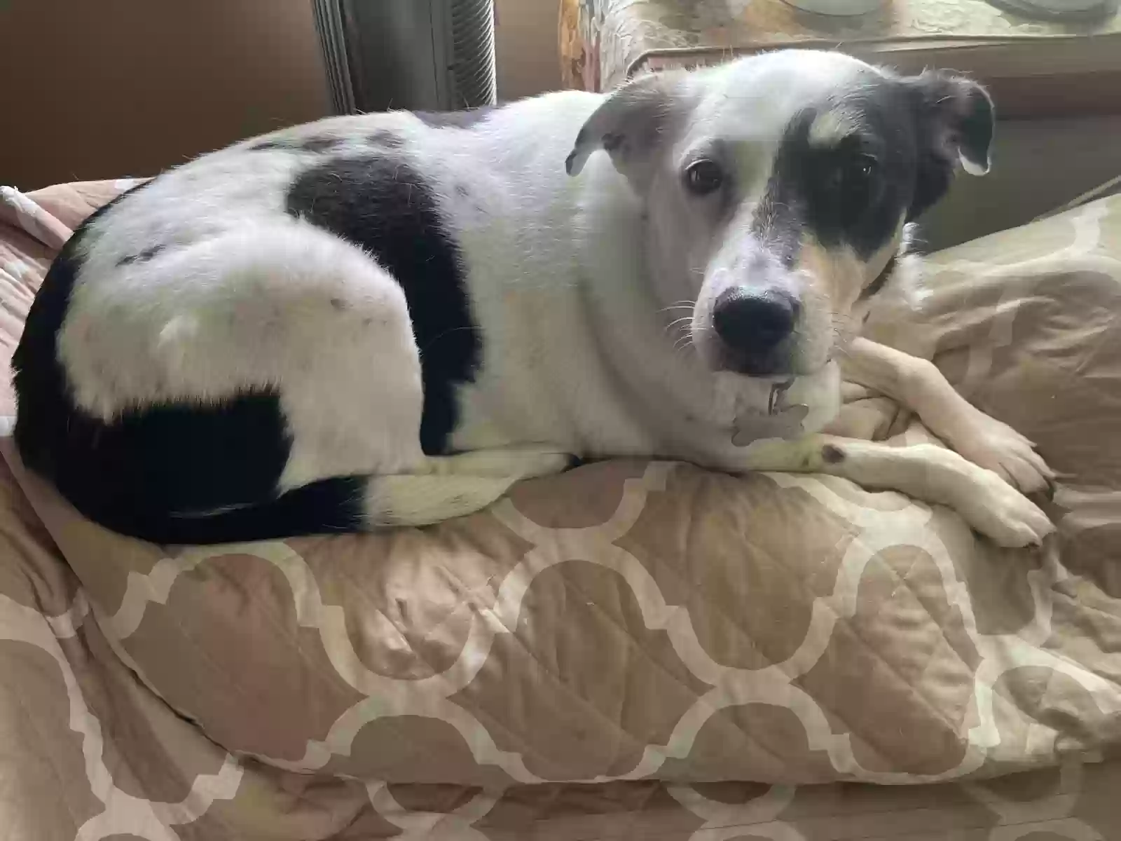 adoptable Dog in Amityville,NY named Gina