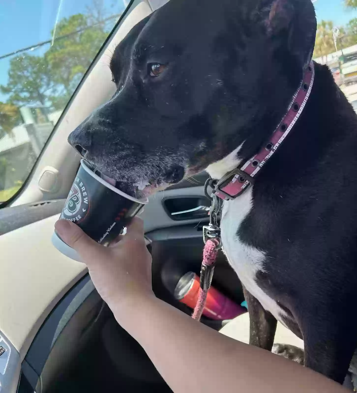 adoptable Dog in Jacksonville,FL named Cowgirl