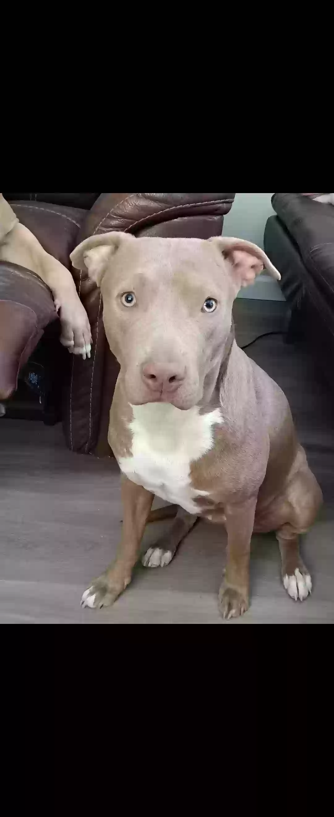 adoptable Dog in Tucson,AZ named Mousie Rue