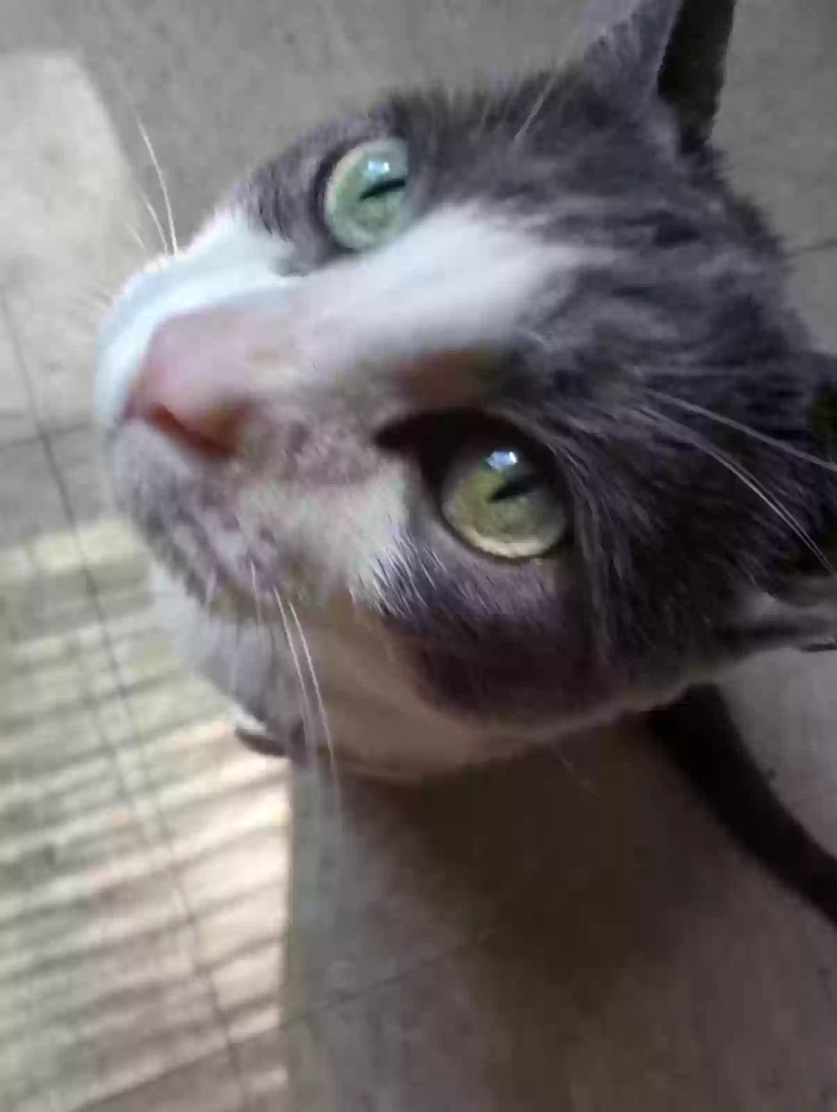 adoptable Cat in New Britain,CT named Baby
