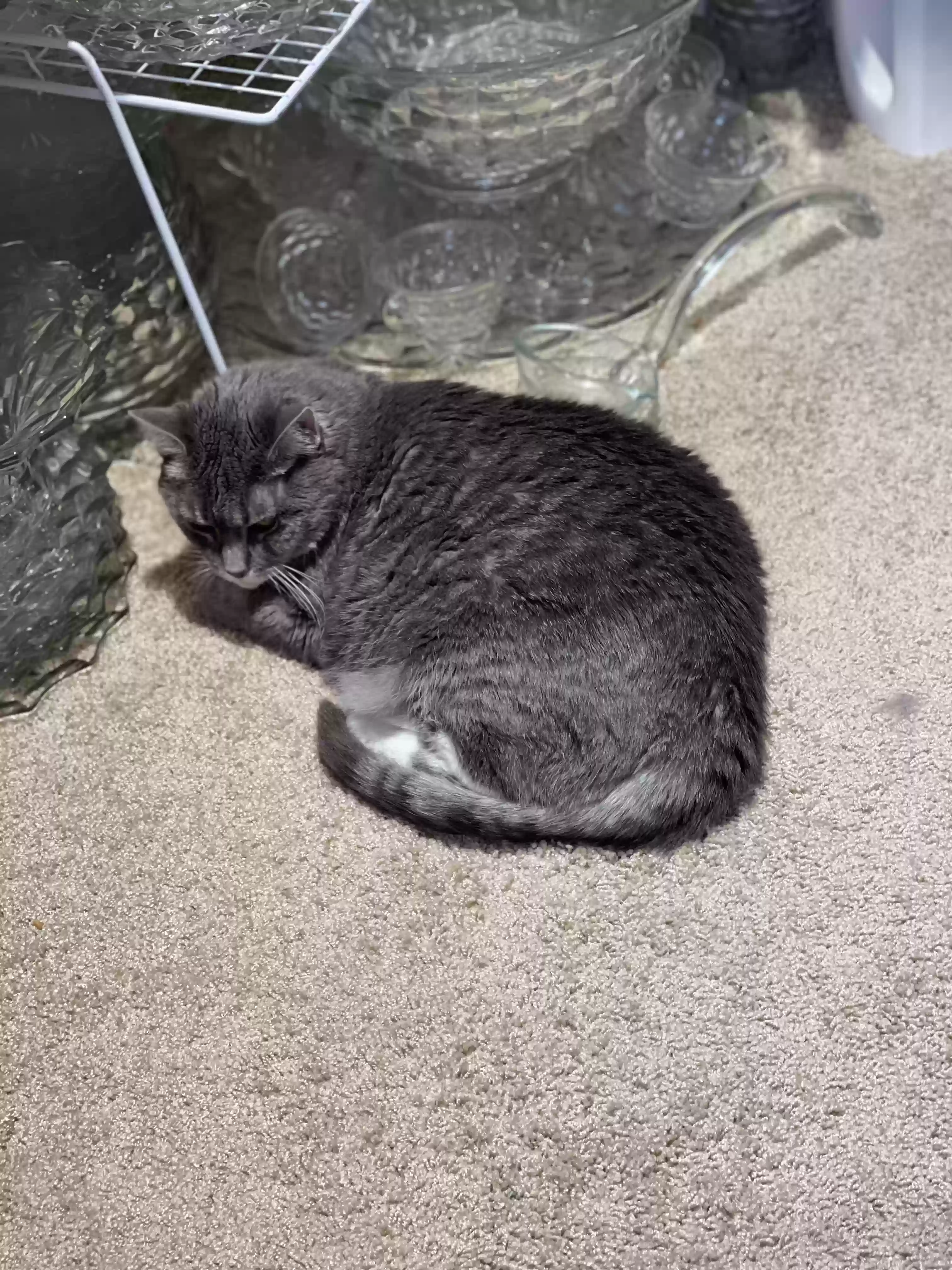 adoptable Cat in Oklahoma City,OK named Kai