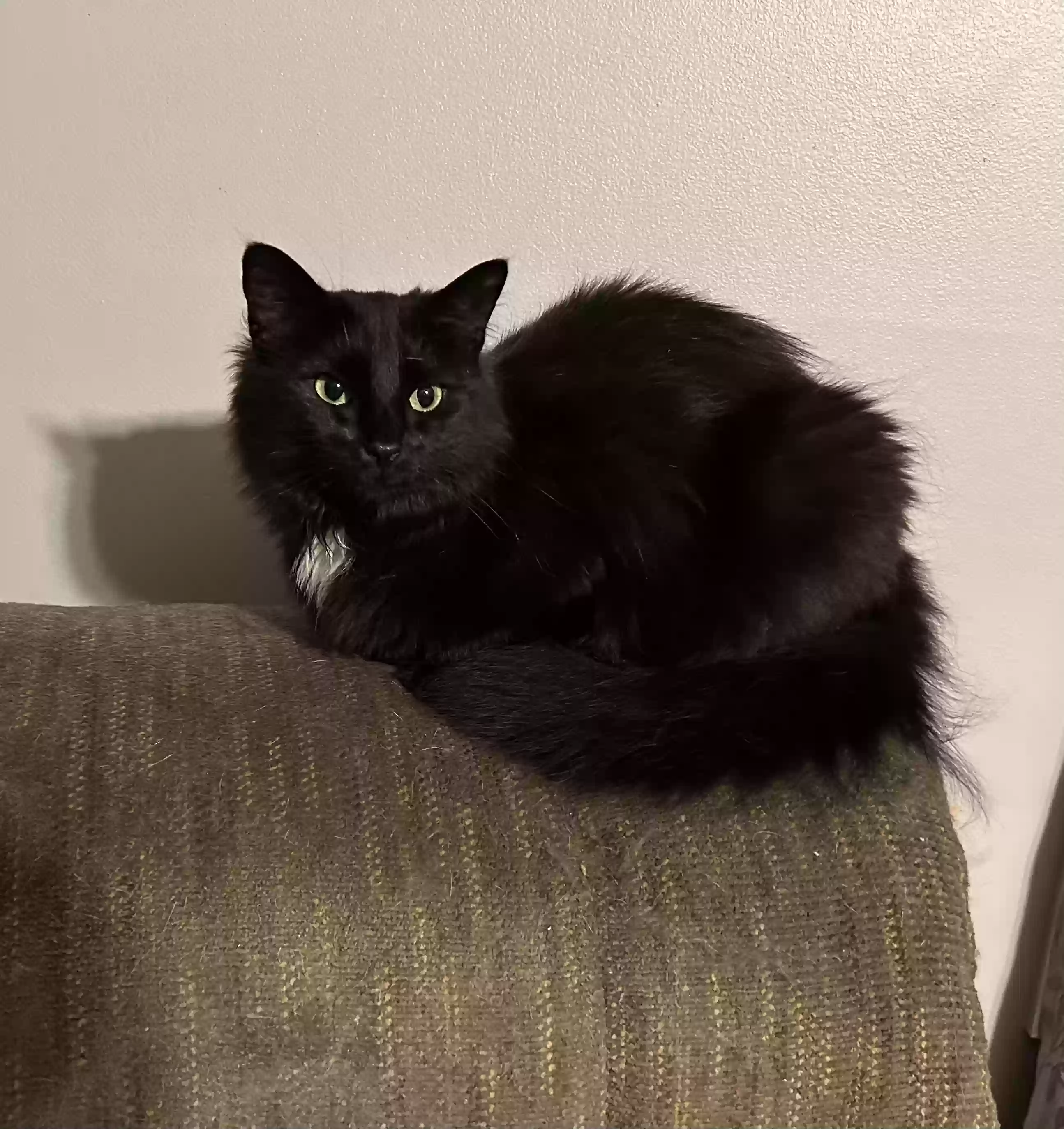 adoptable Cat in Thomasville,NC named Jelly Bean