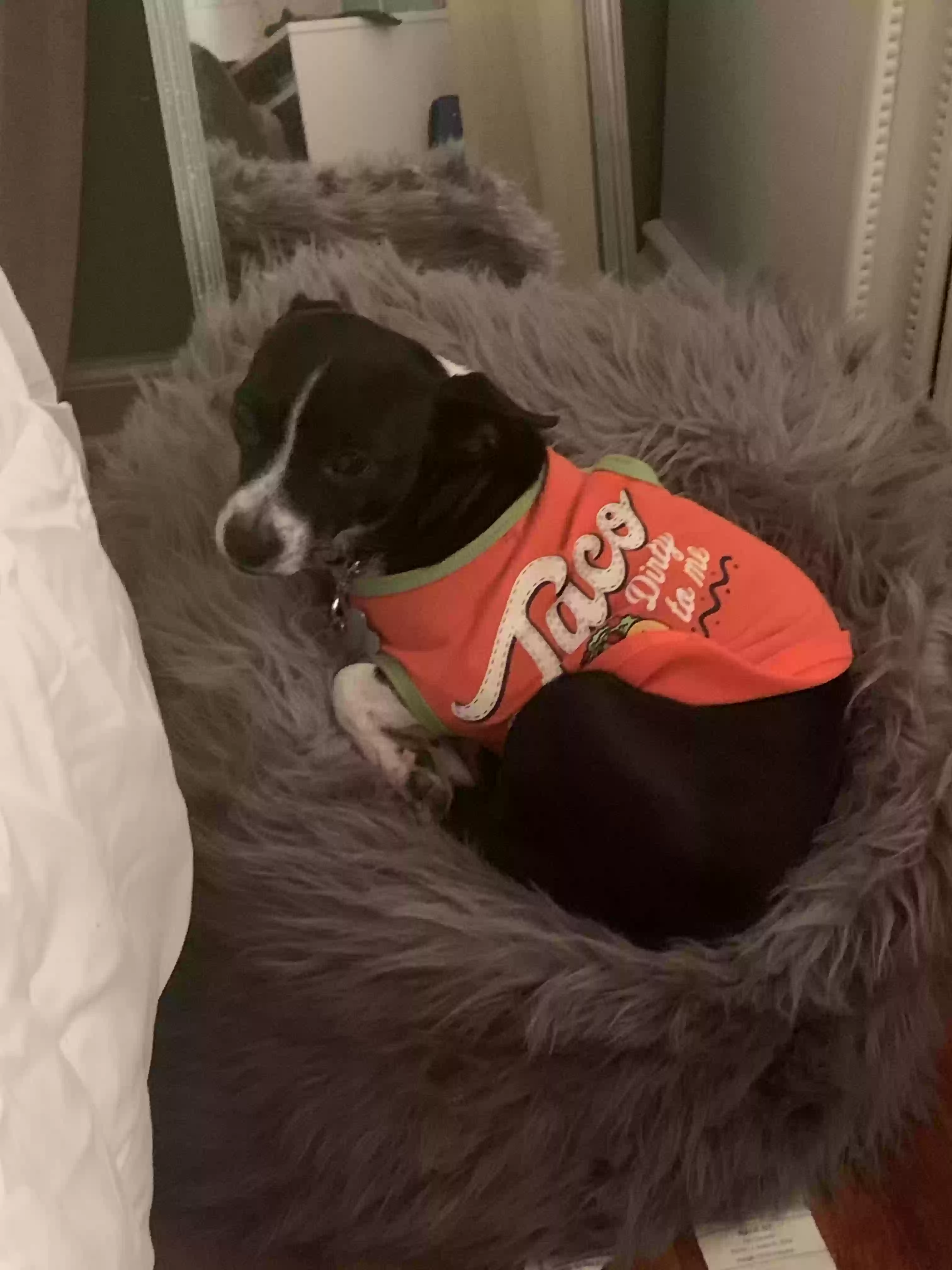 adoptable Dog in Riverdale,GA named Chi-Chi