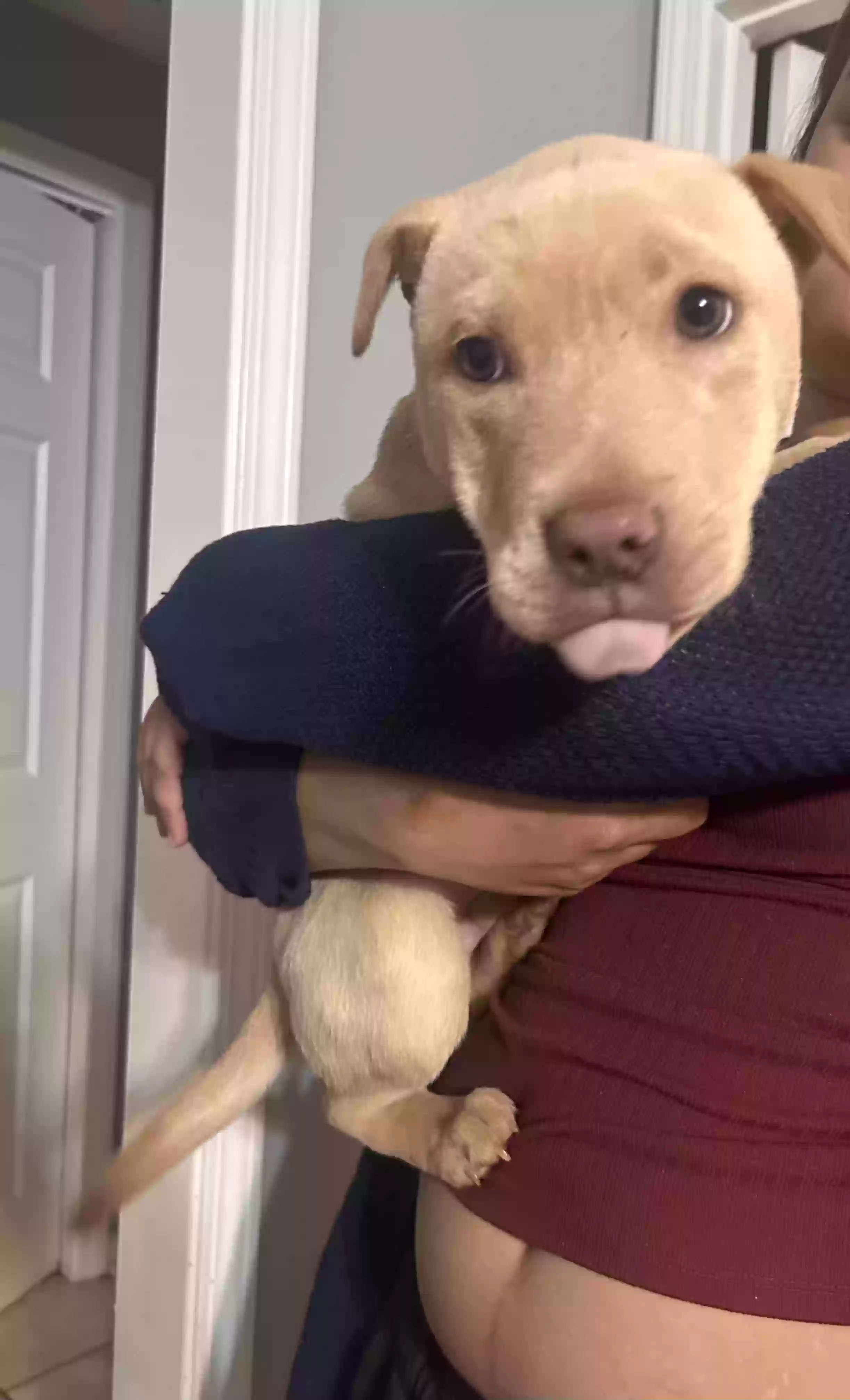 adoptable Dog in Lithia Springs,GA named Chop suey