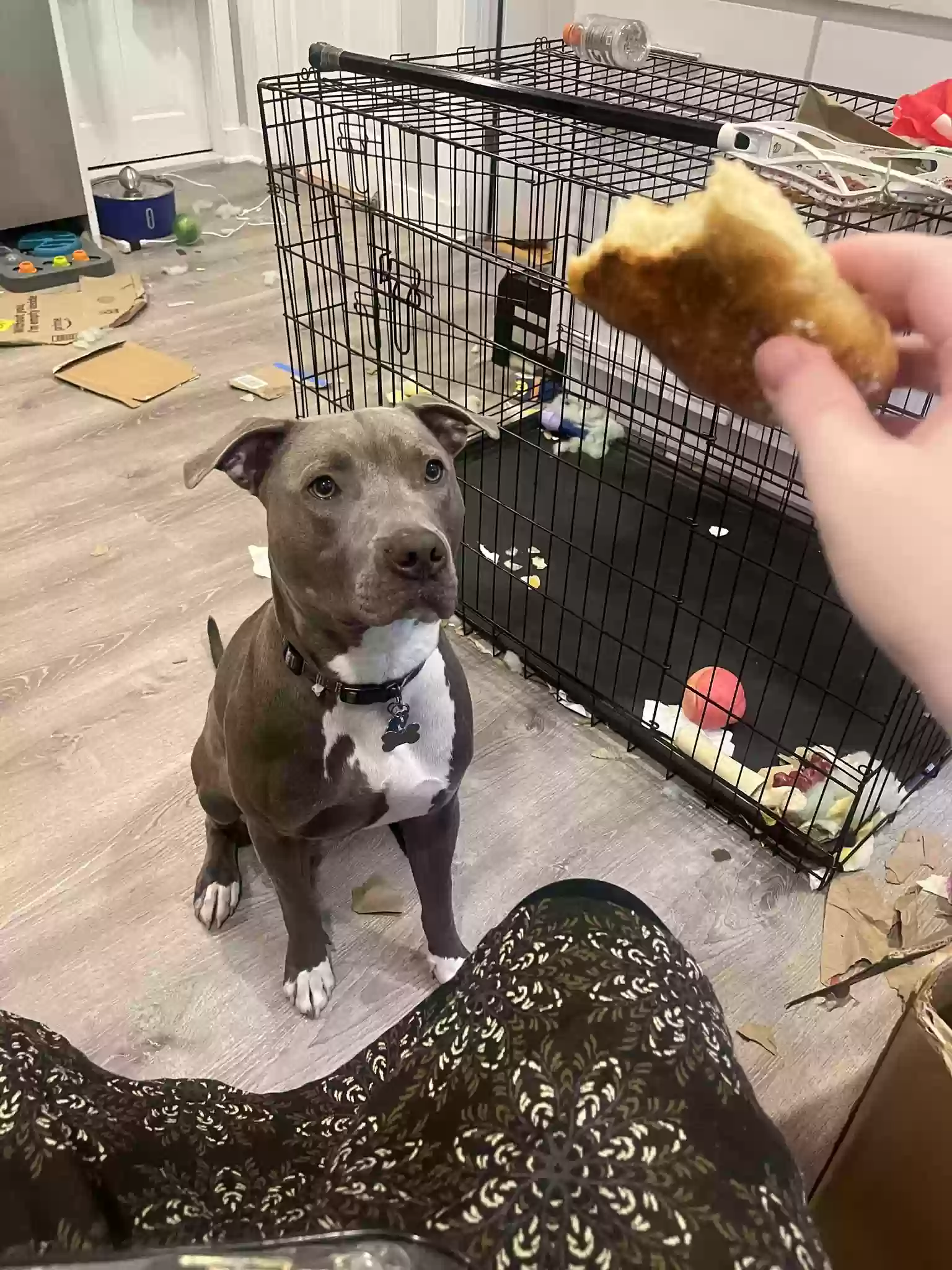 adoptable Dog in Jamaica Plain,MA named Dexter