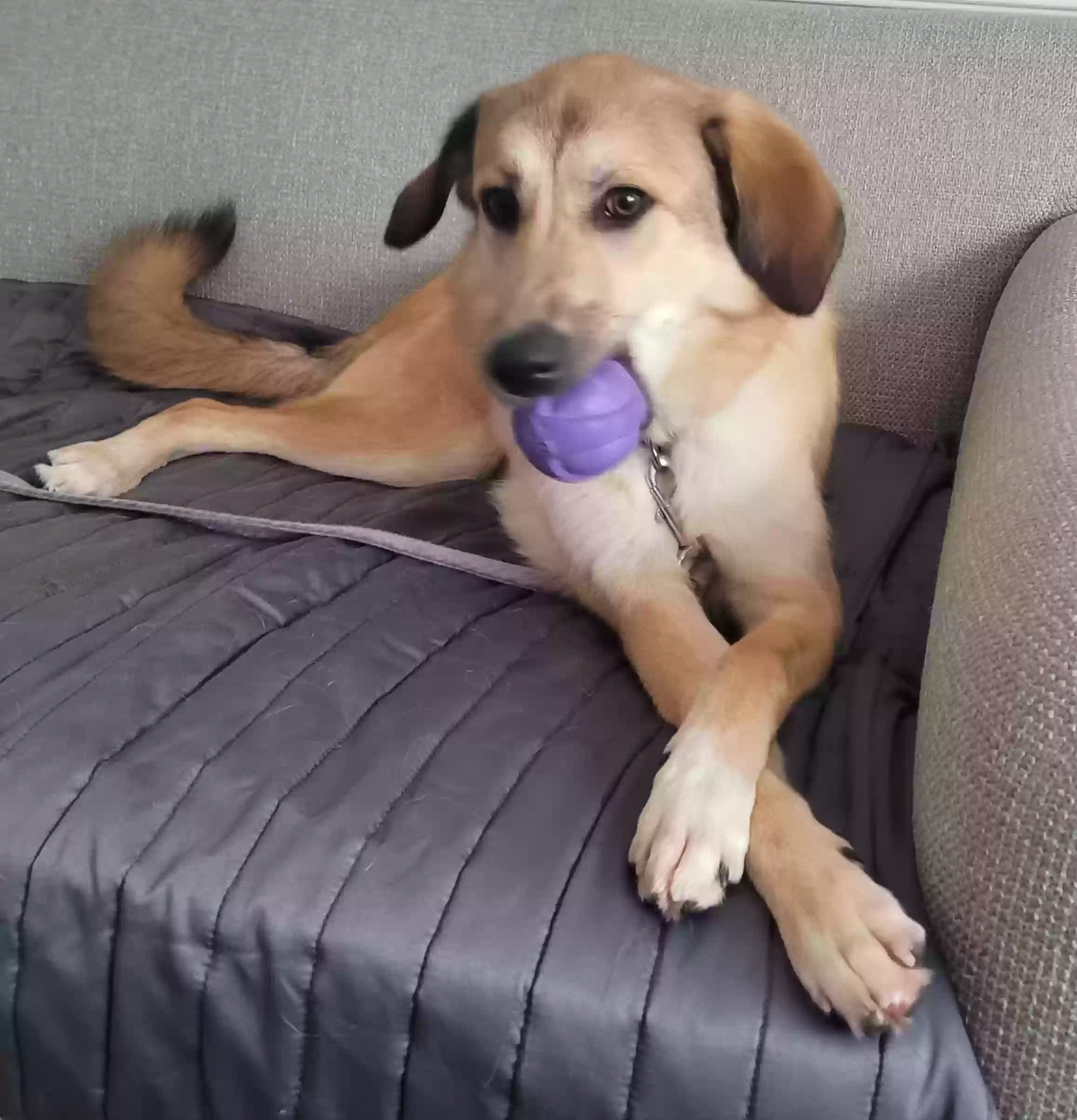 adoptable Dog in Fayetteville,NC named Phoebe