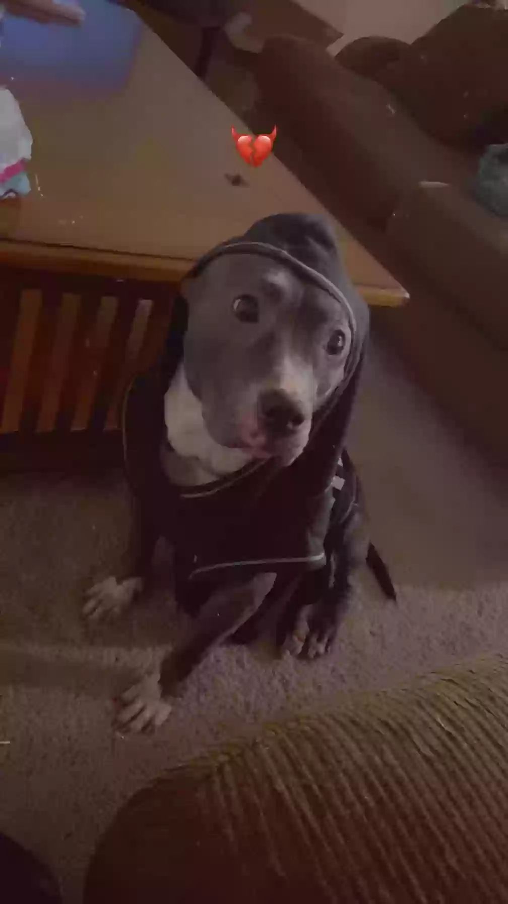 adoptable Dog in Raleigh,NC named Sage