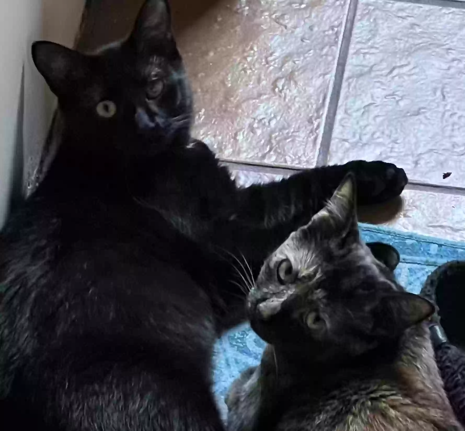 adoptable Cat in Bethel,CT named Betty & Wilma