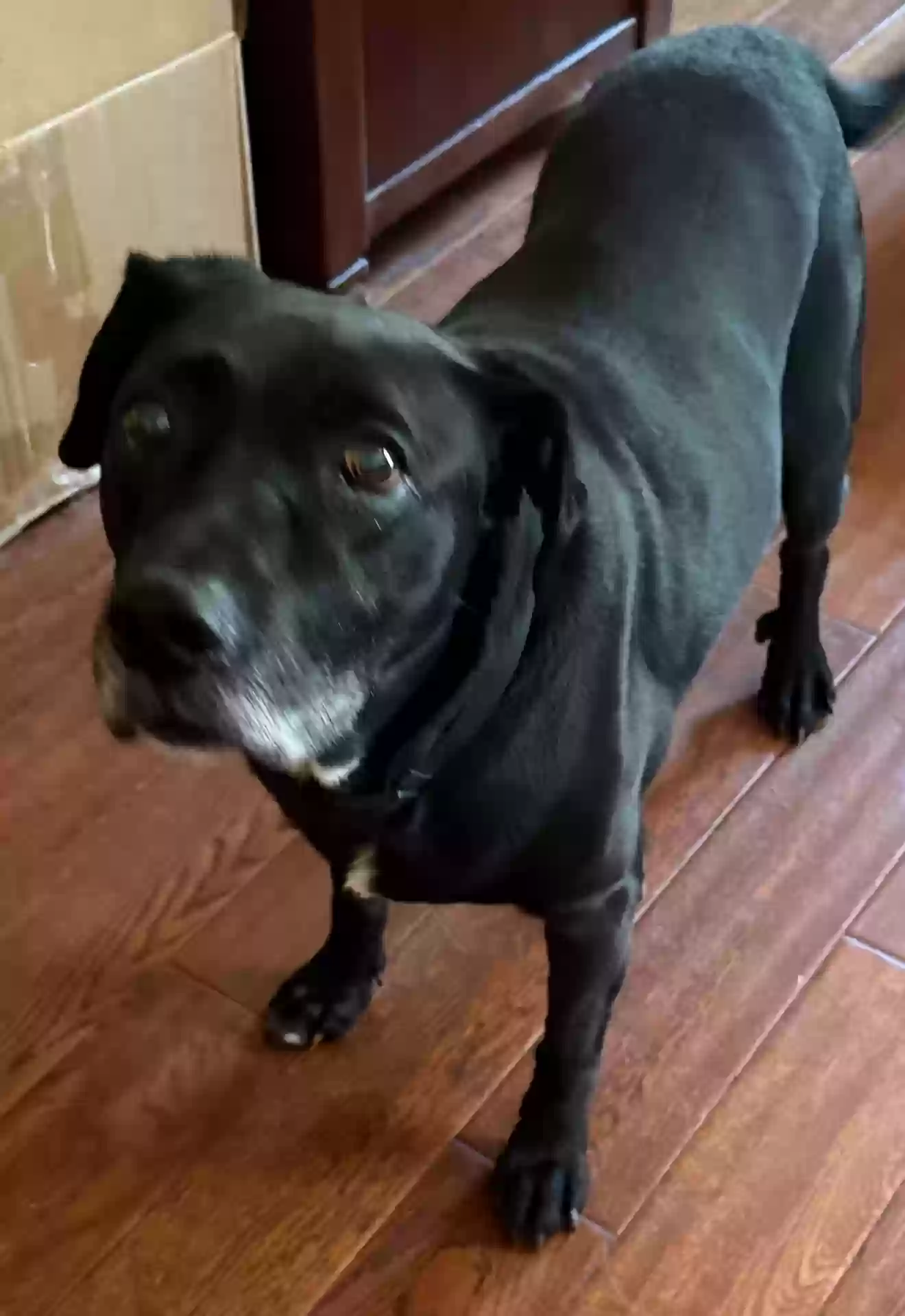 adoptable Dog in Lagrange,GA named Davy Jones
