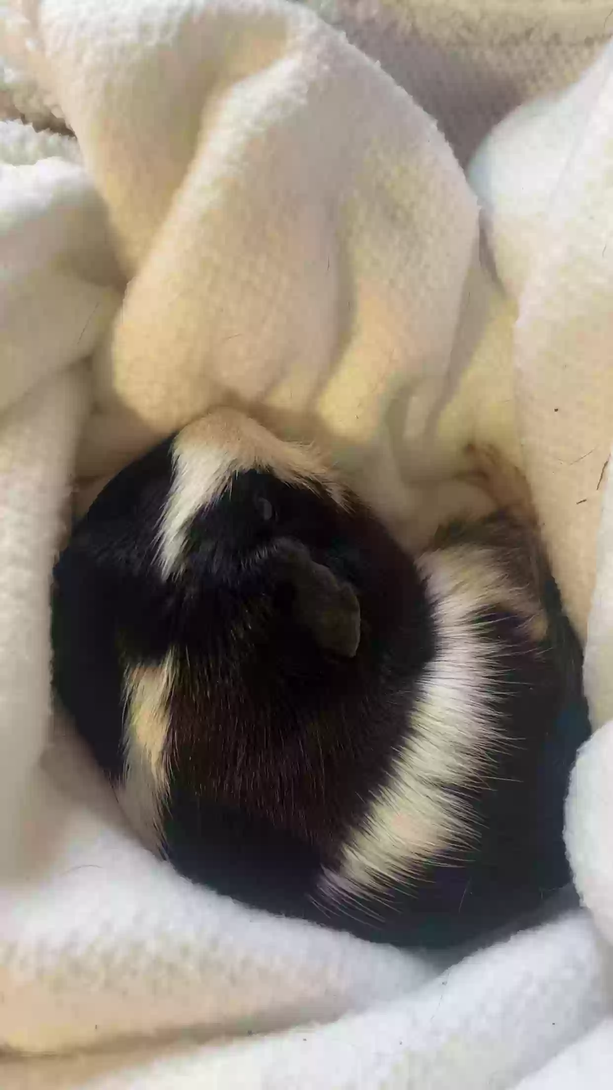 adoptable in Smiths Creek,MI named Suishi