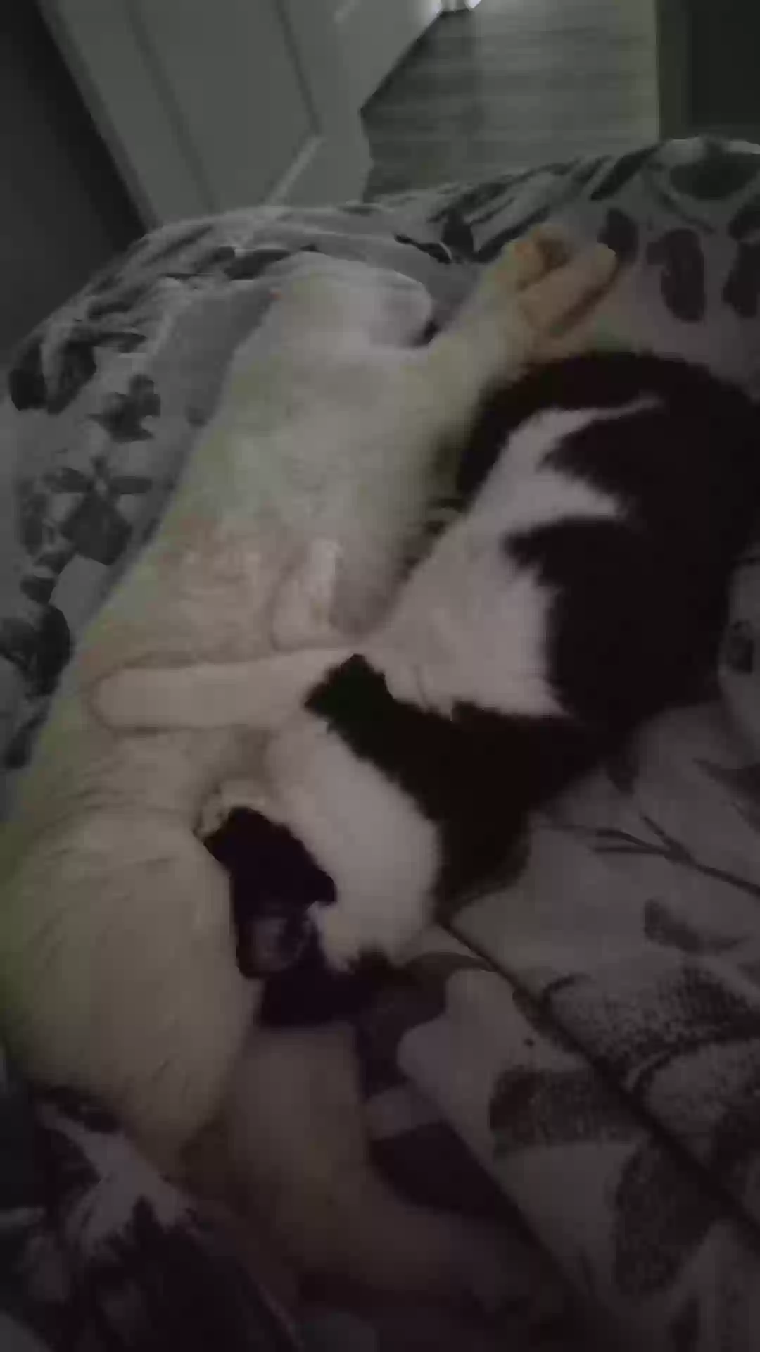 adoptable Cat in Pleasant Hill,IA named