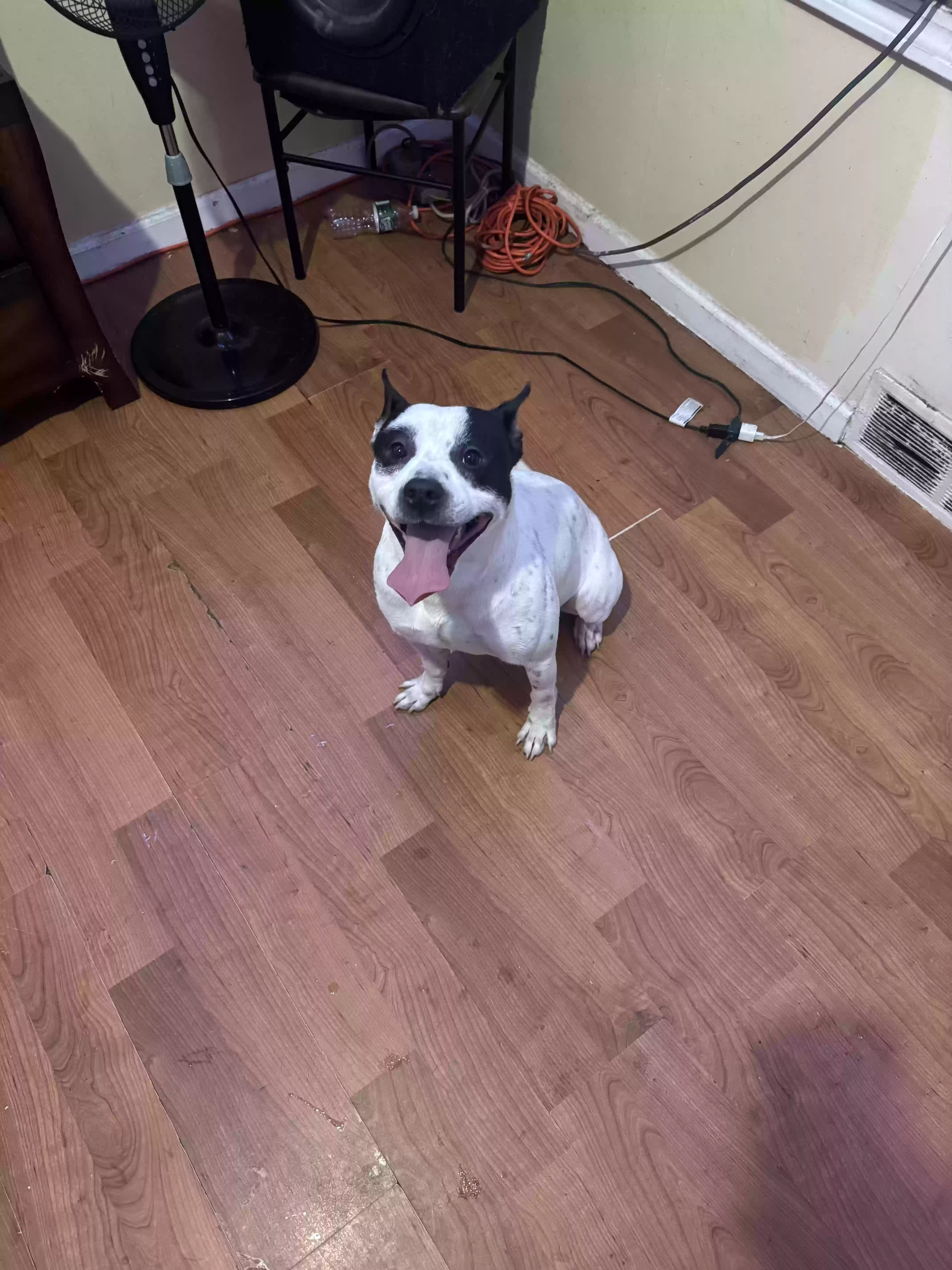 adoptable Dog in Bridgeport,CT named Yogi
