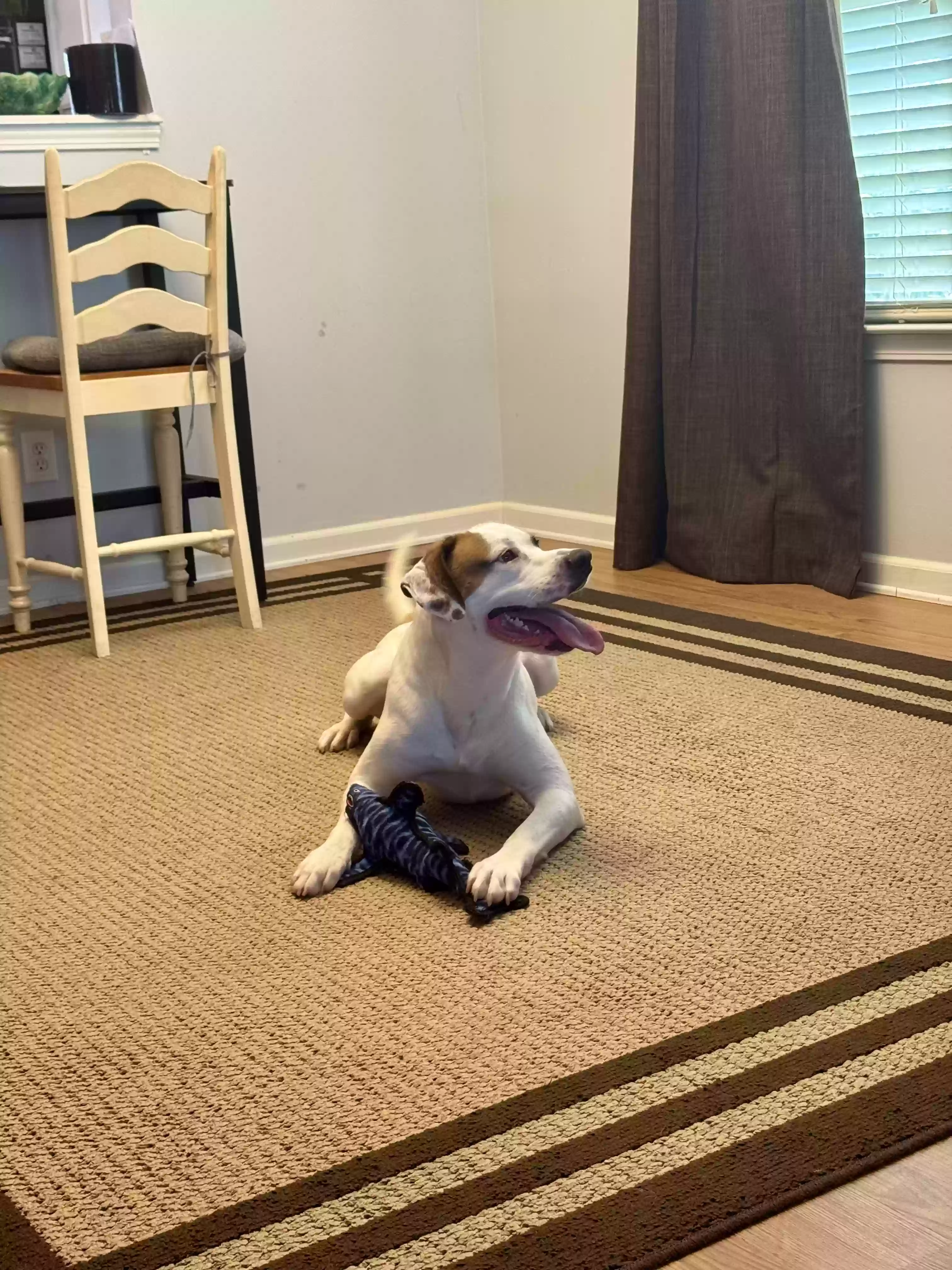 adoptable Dog in Acworth,GA named Domino