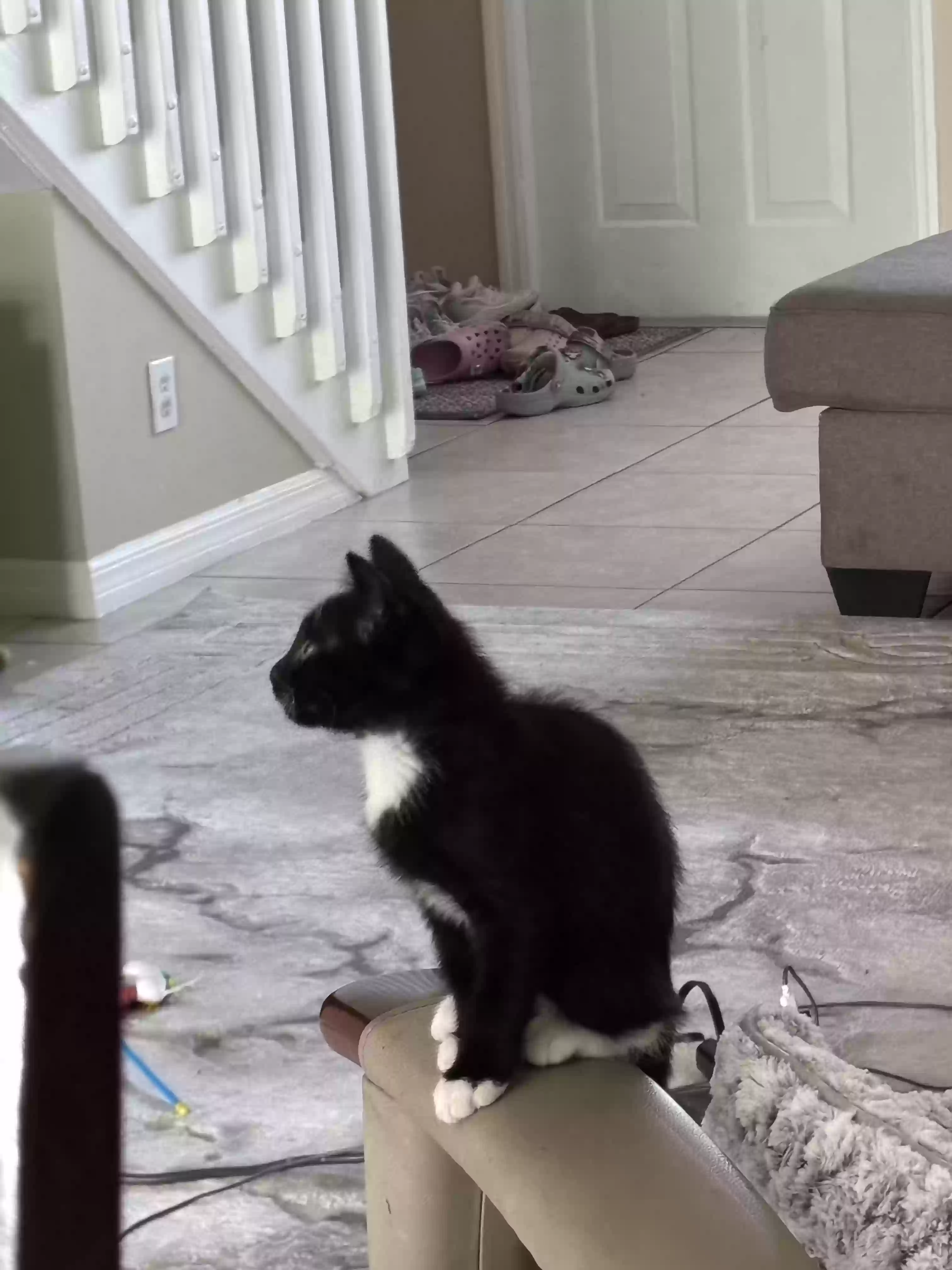 adoptable Cat in Fort Lauderdale,FL named Milo