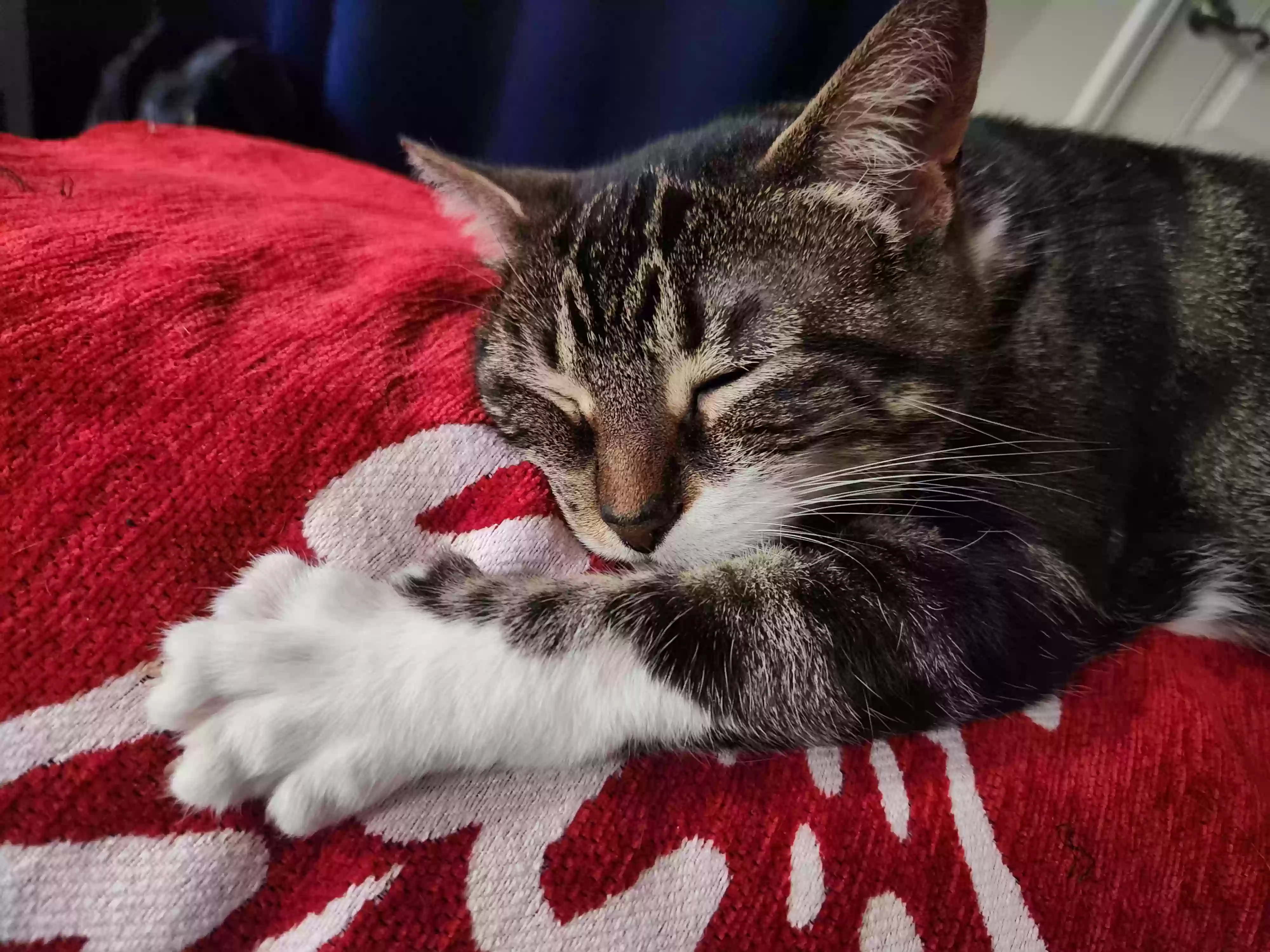 adoptable Cat in North Tonawanda,NY named Mama