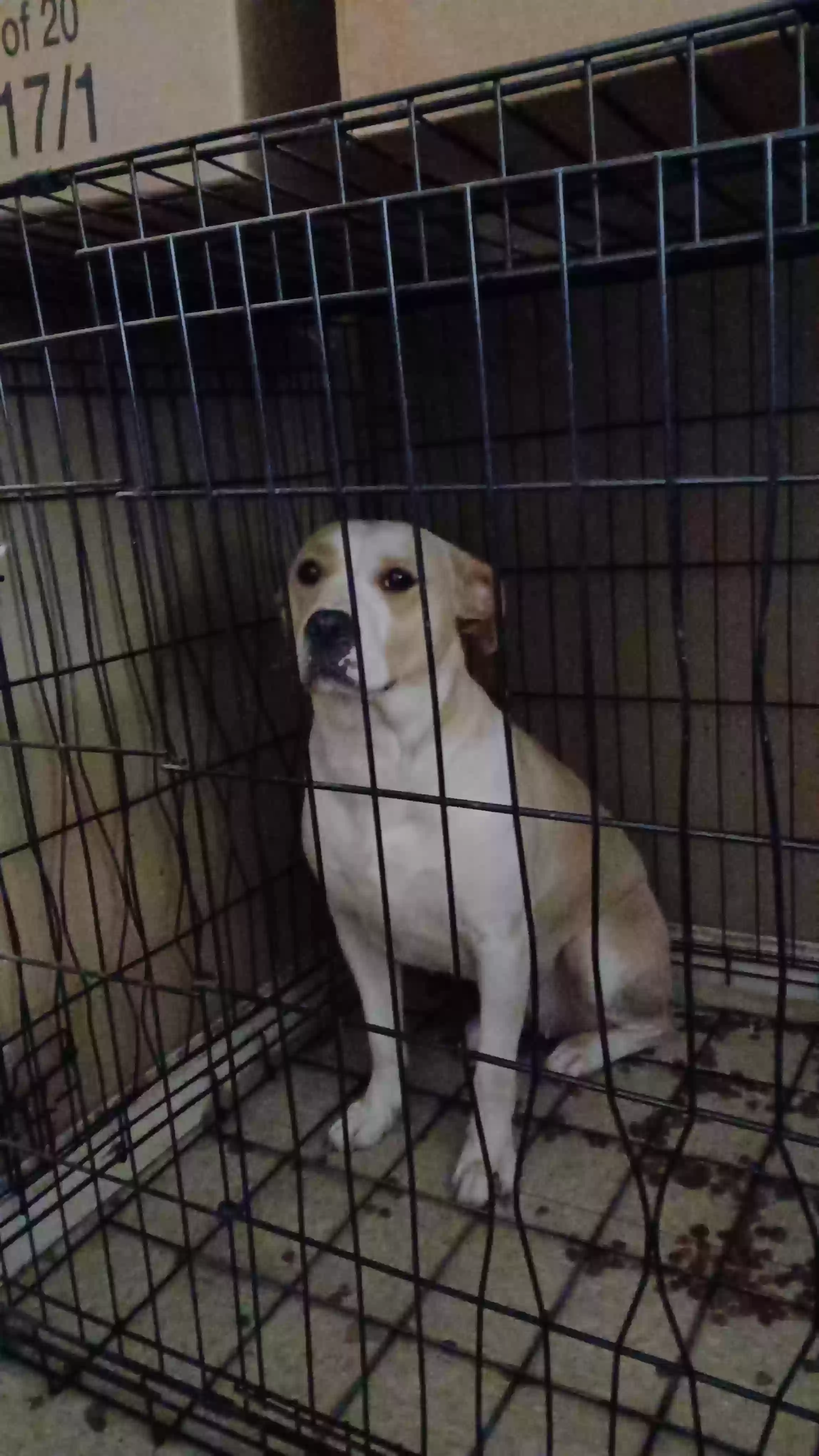 adoptable Dog in Louisville,KY named Silly