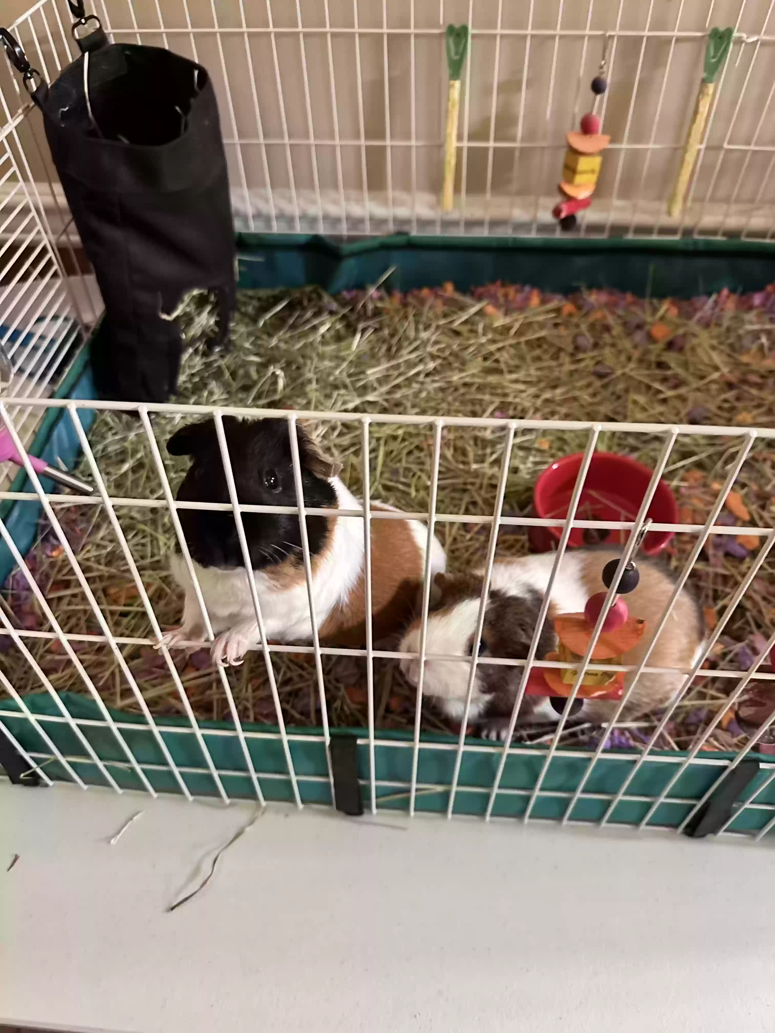 adoptable in West Chester,PA named Peaches and Snickers