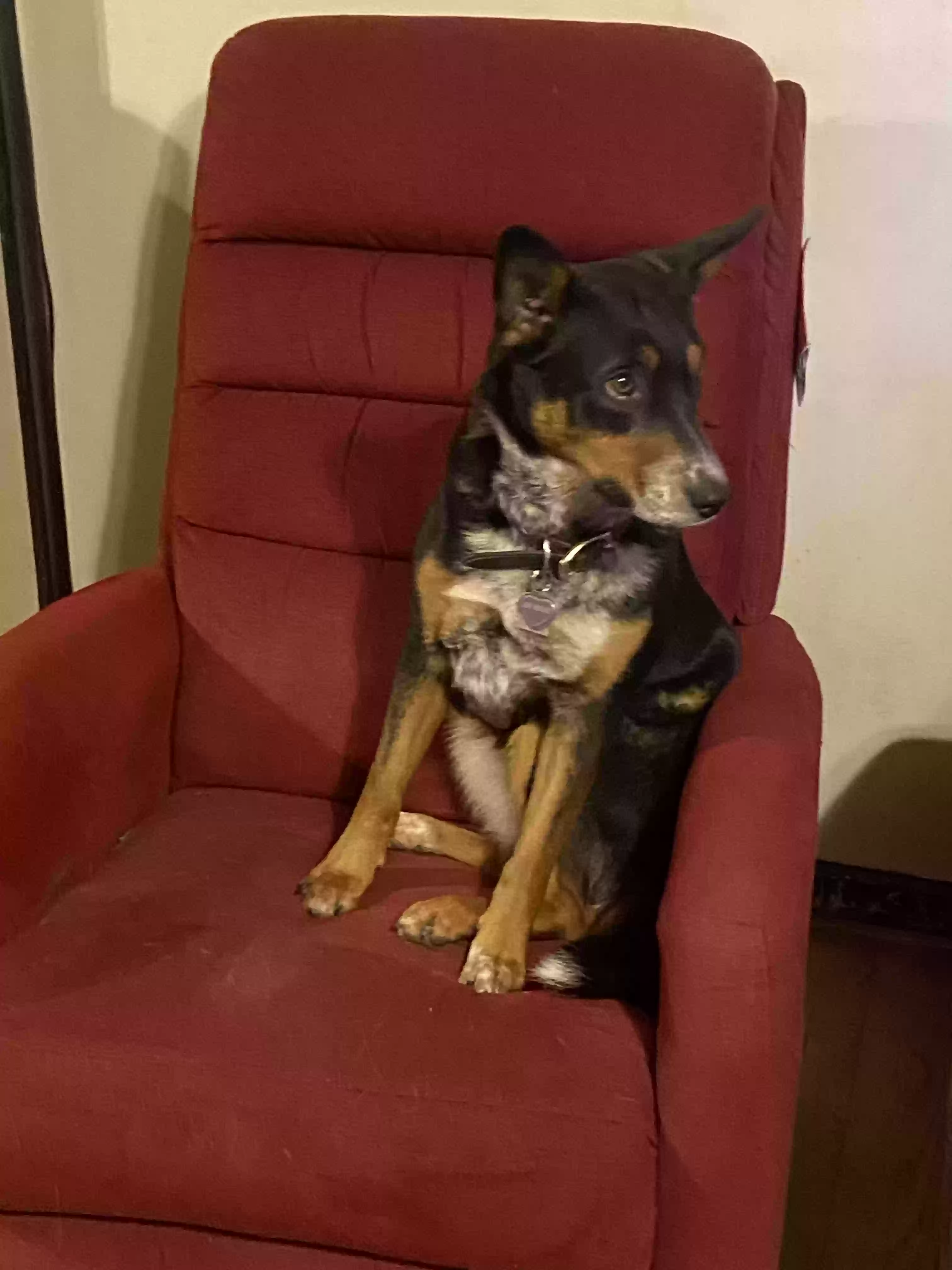 adoptable Dog in Ogden,UT named Bindi