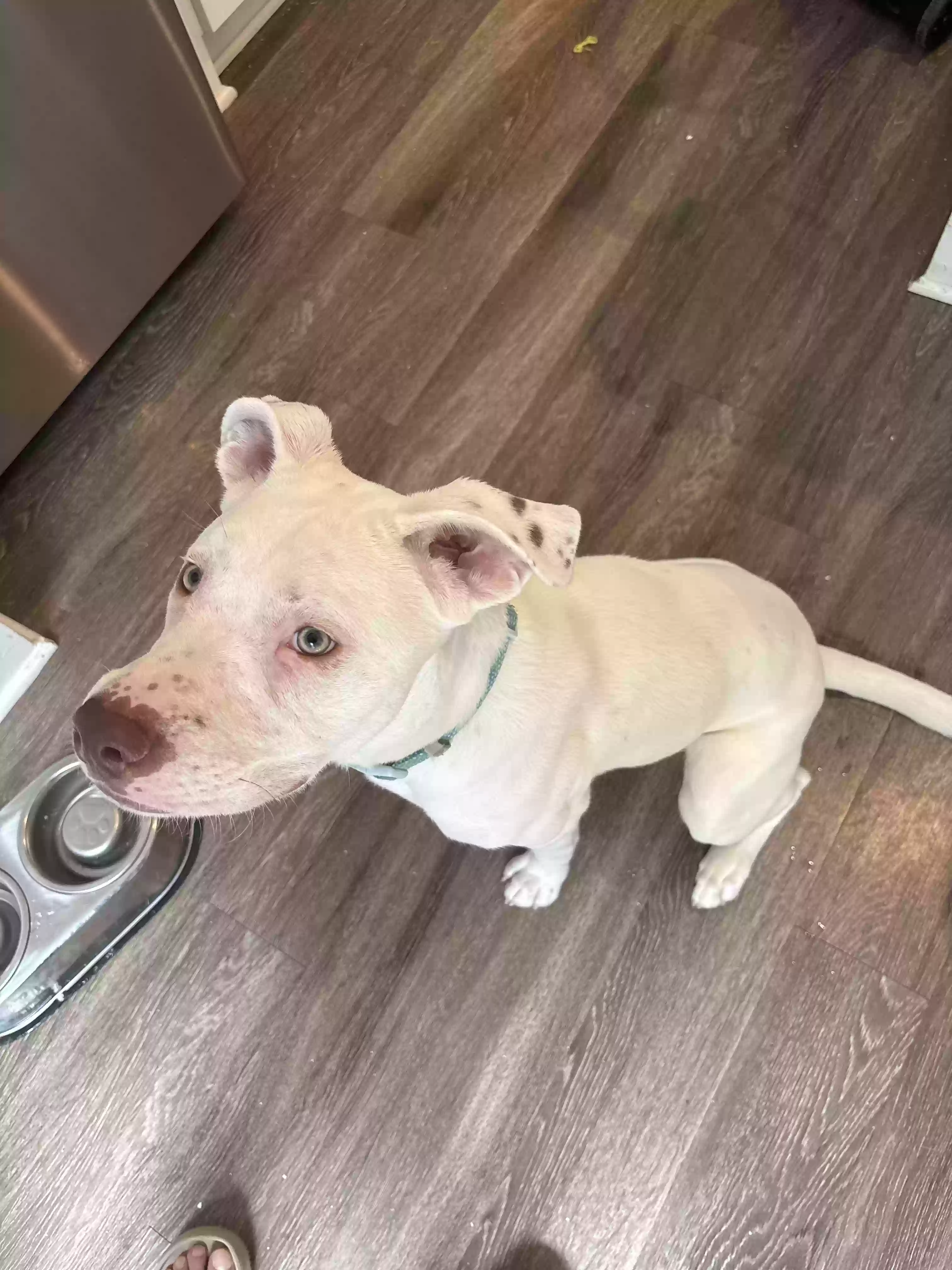 adoptable Dog in Marietta,GA named Diesel
