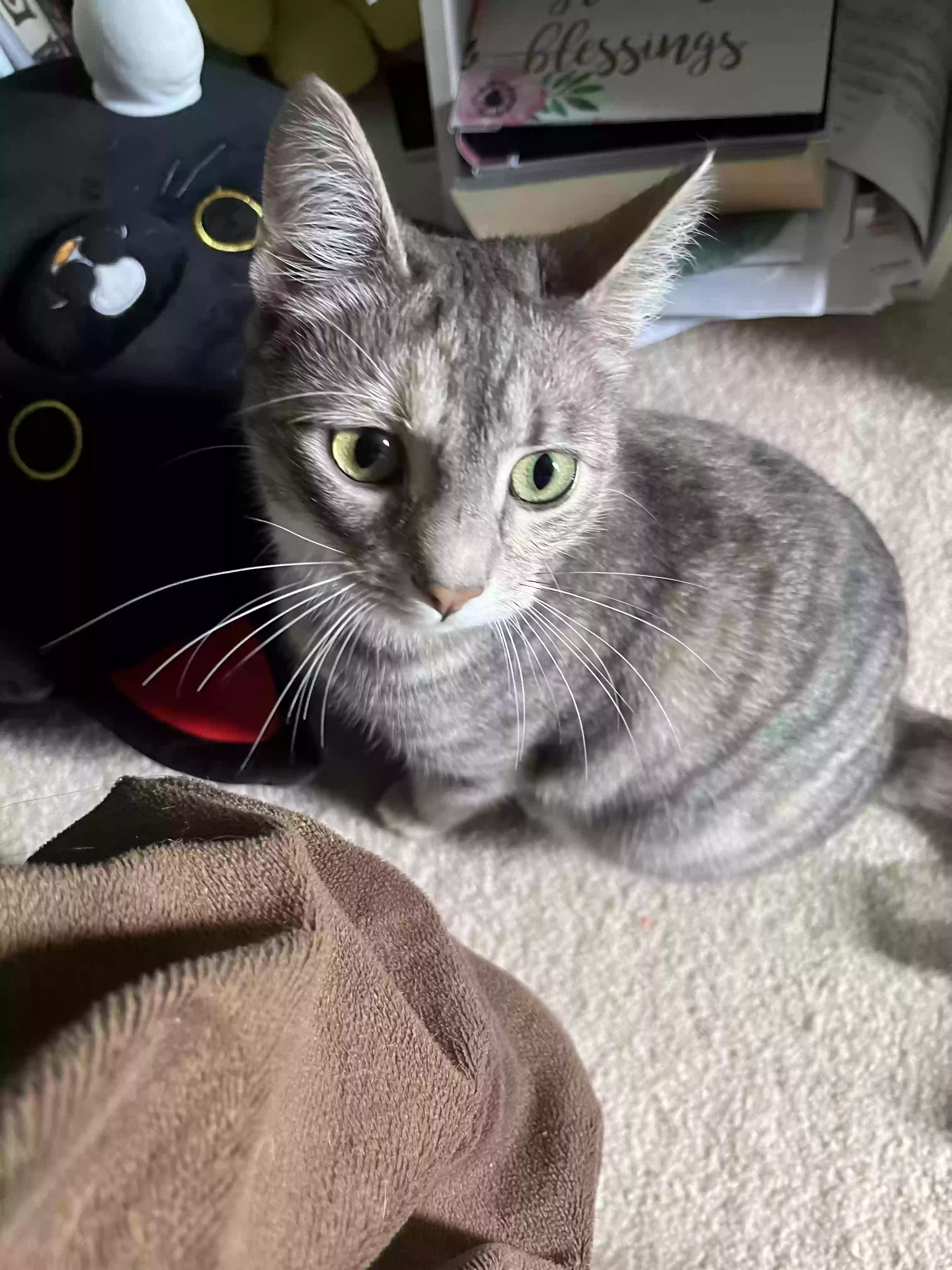 adoptable Cat in Alpharetta,GA named Cleo