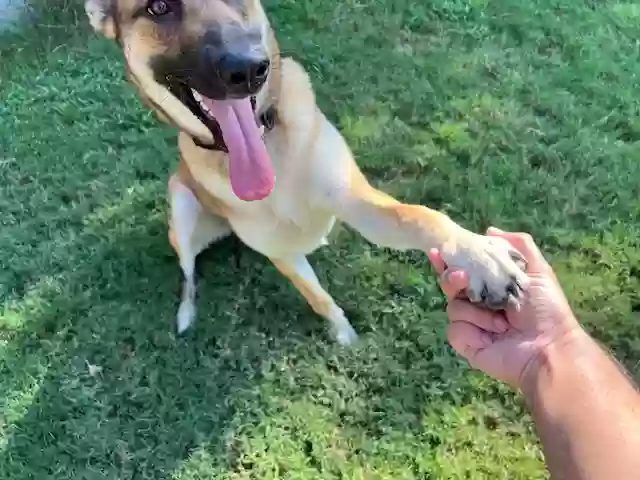 adoptable Dog in Mckinney,TX named Nala