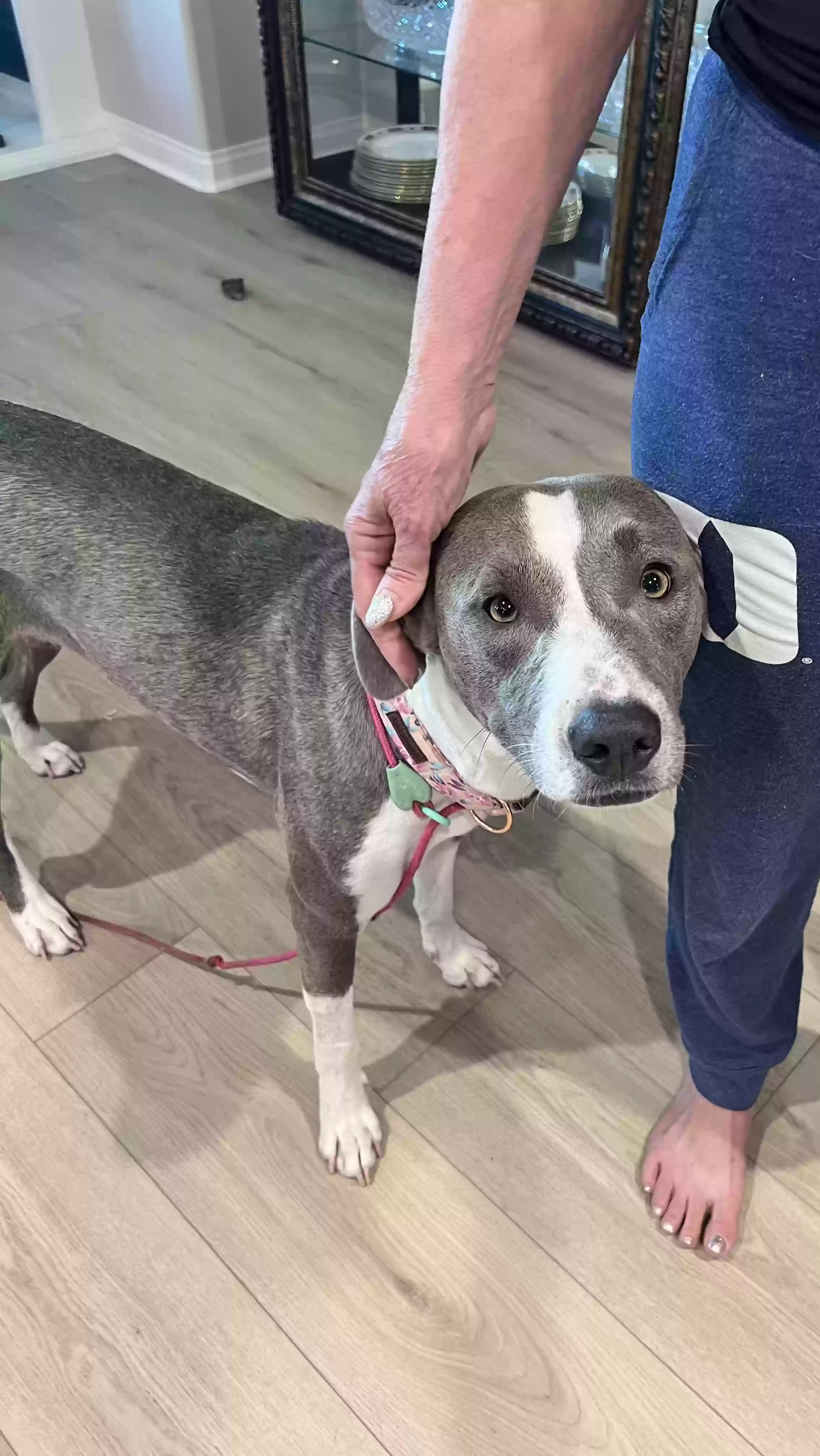adoptable Dog in Los Angeles,CA named Lily