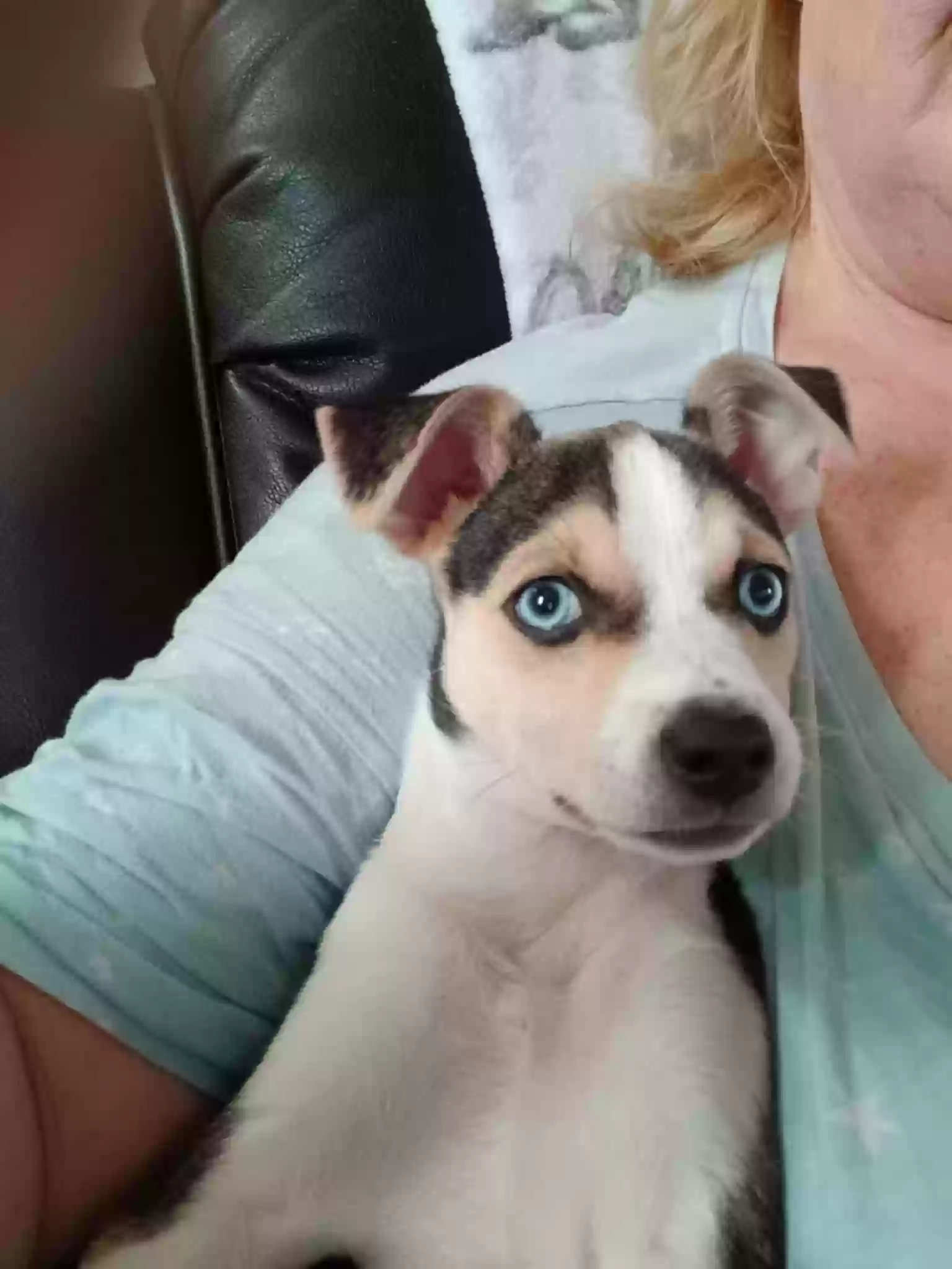 adoptable Dog in Berkeley Springs,WV named Molly