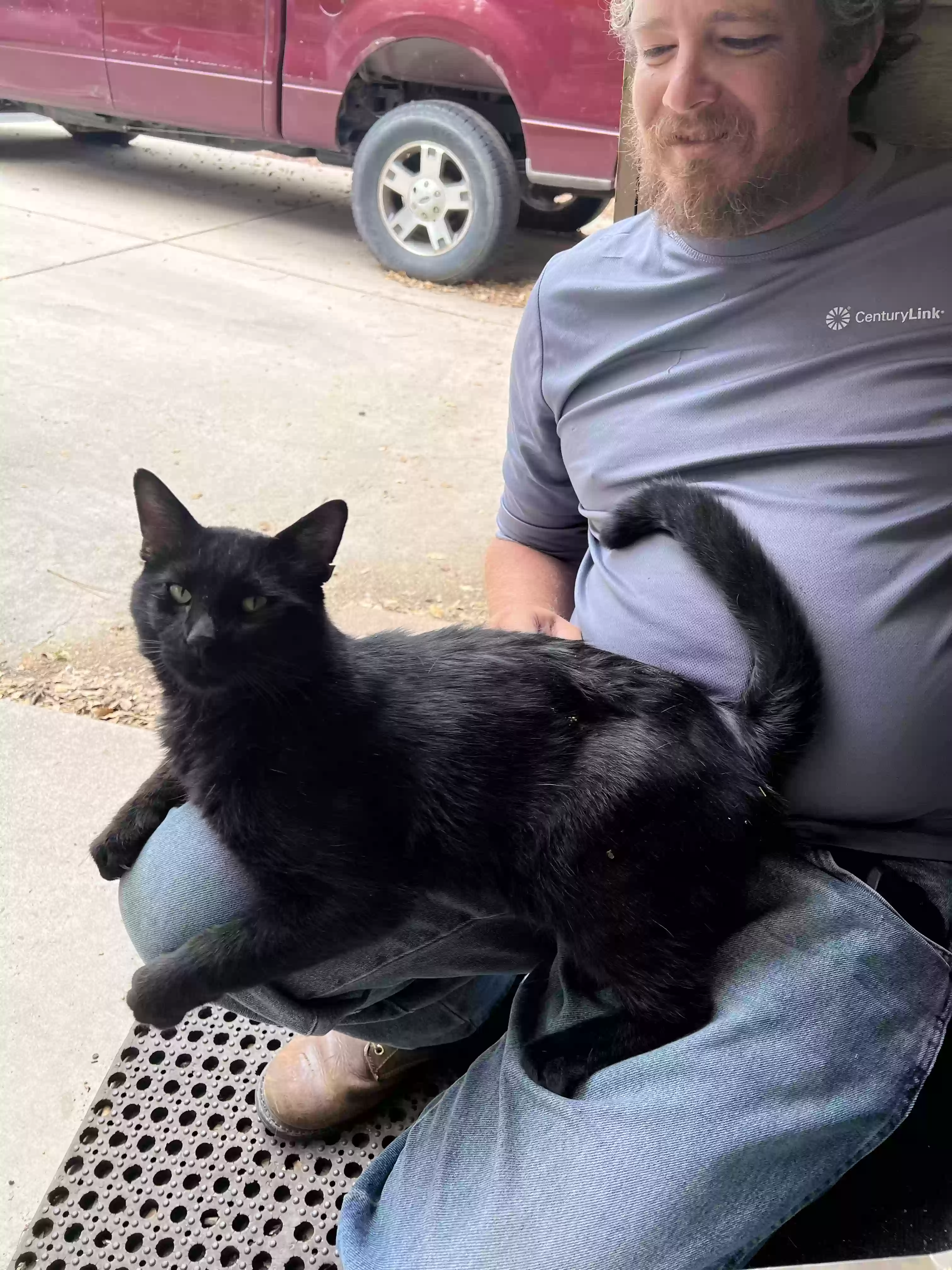 adoptable Cat in Prescott,AZ named Harry
