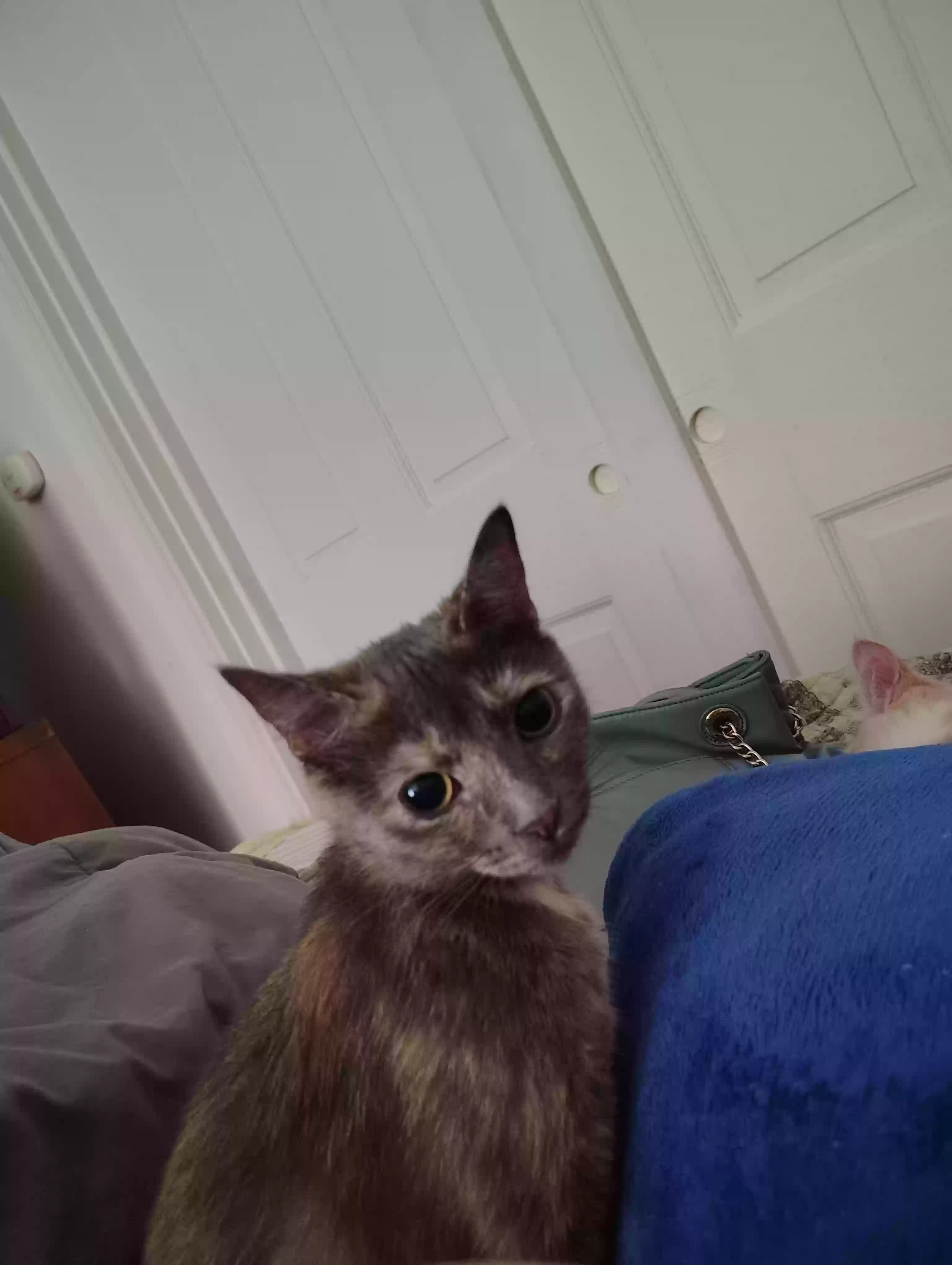 adoptable Cat in Norwich,CT named Willow