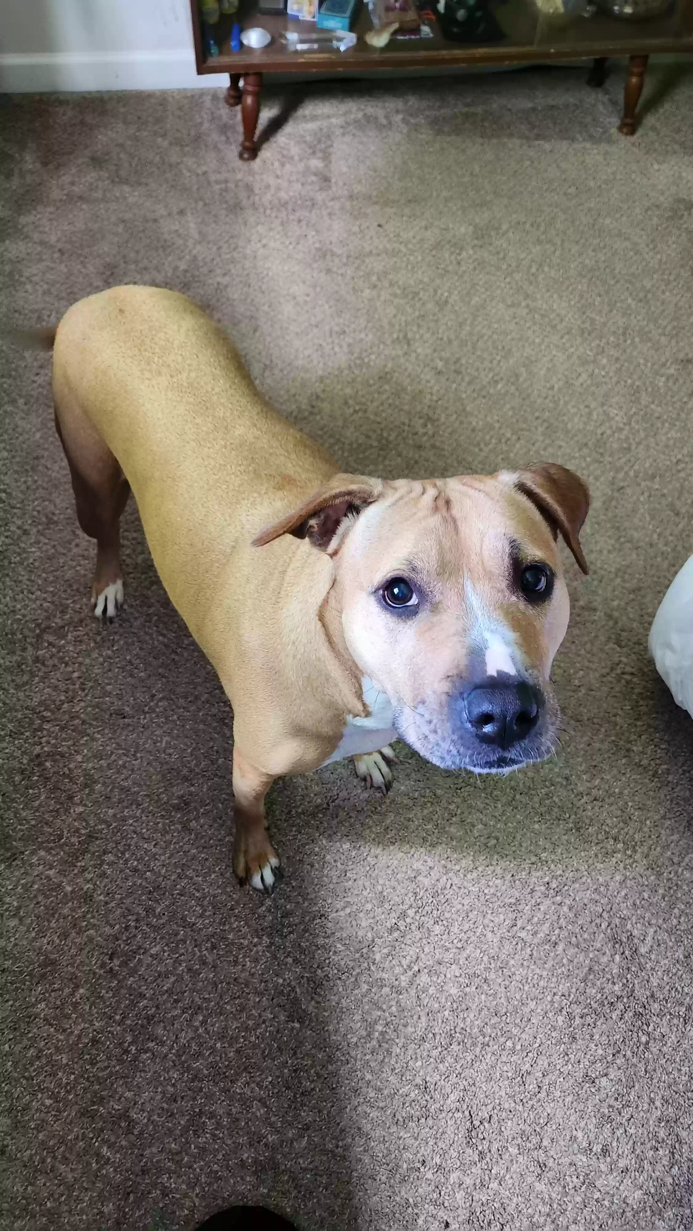 adoptable Dog in Petersburg,VA named Sweet pea