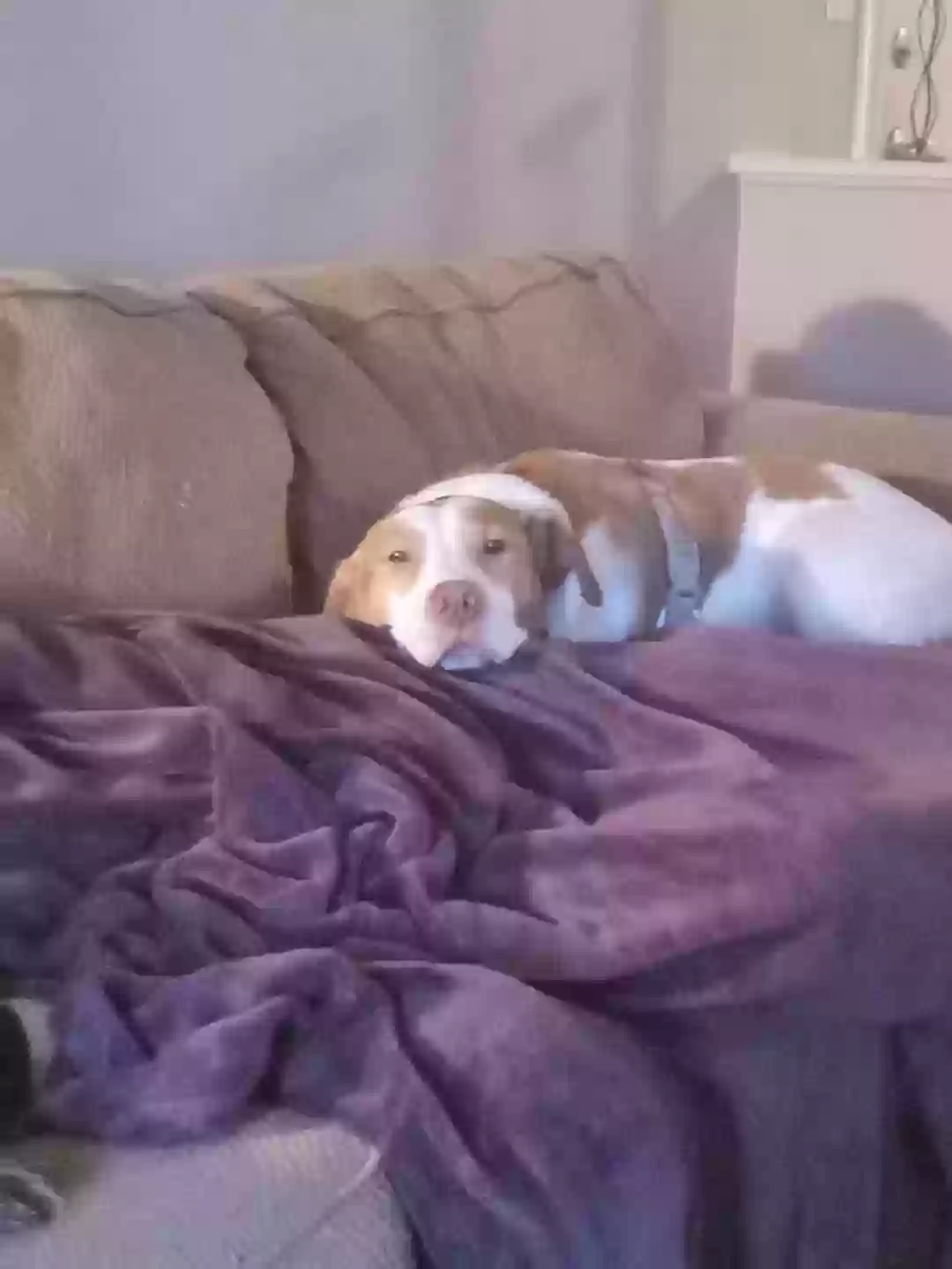 adoptable Dog in Shepherdsville,KY named Jerry