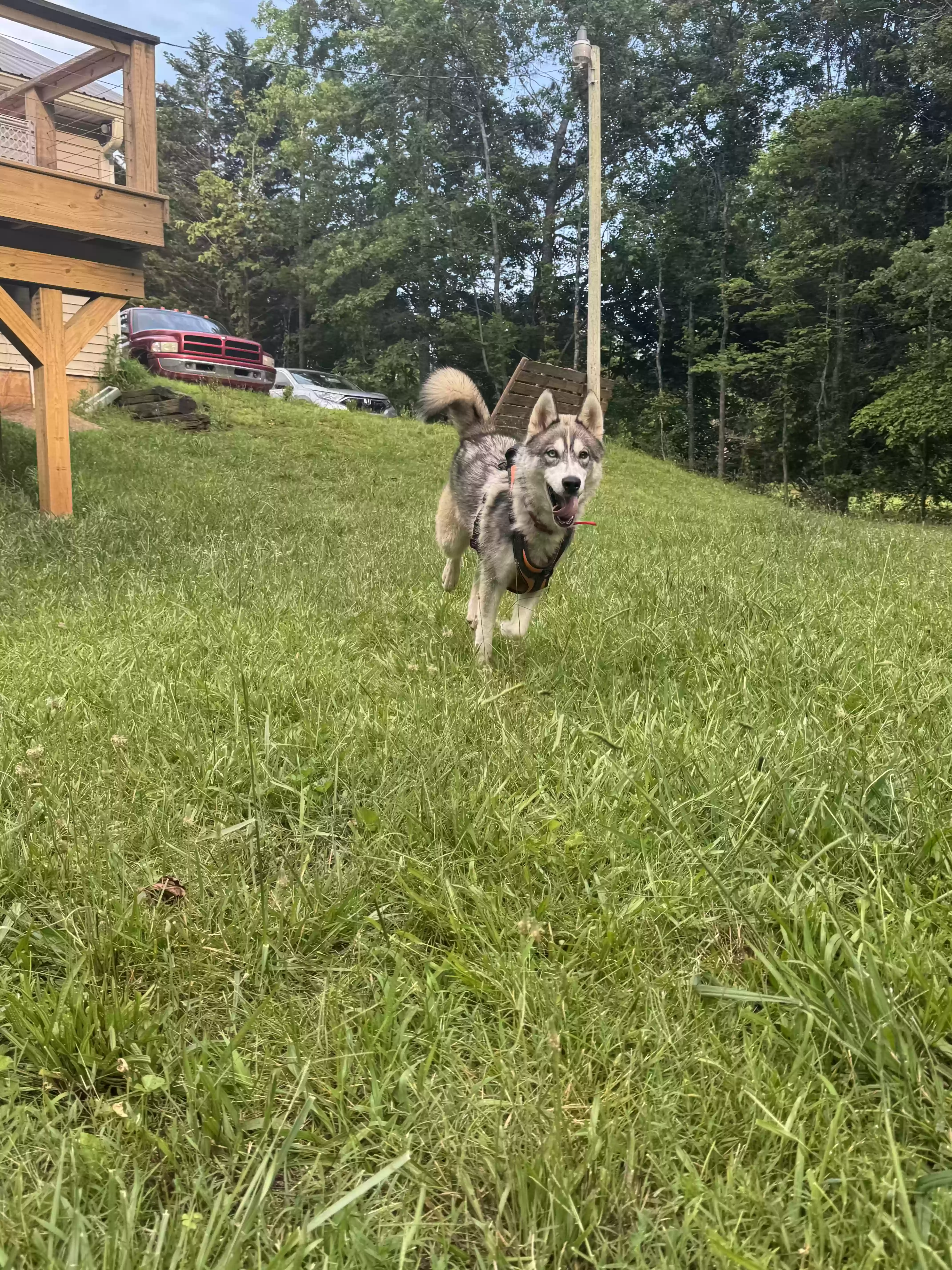 adoptable Dog in Temple,GA named Scout