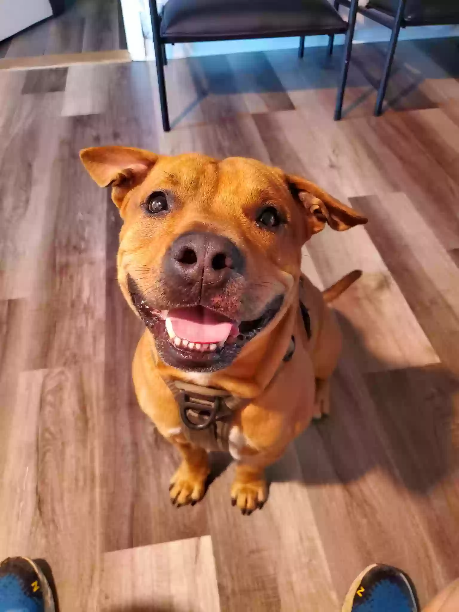 adoptable Dog in Severn,MD named chop