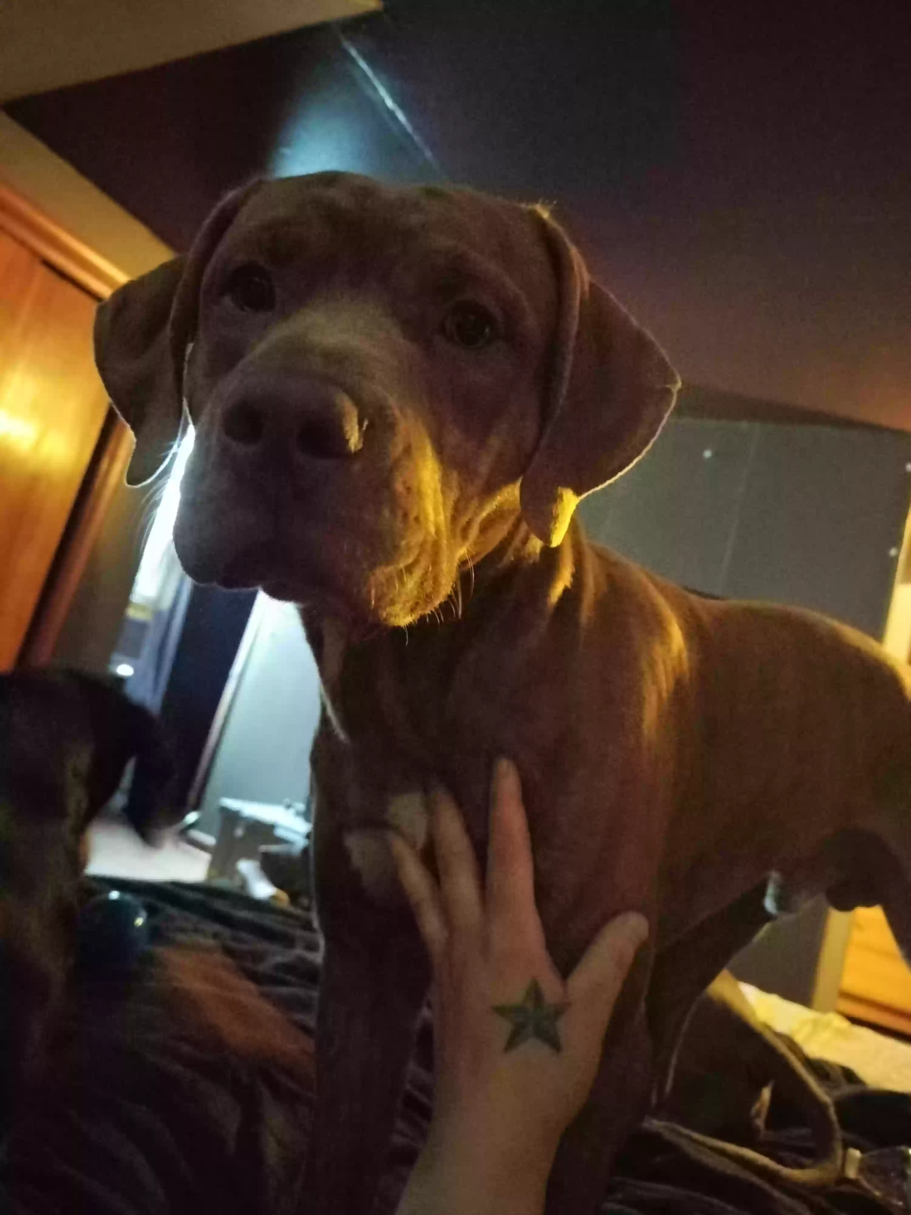 adoptable Dog in Johnstown,PA named Bronson