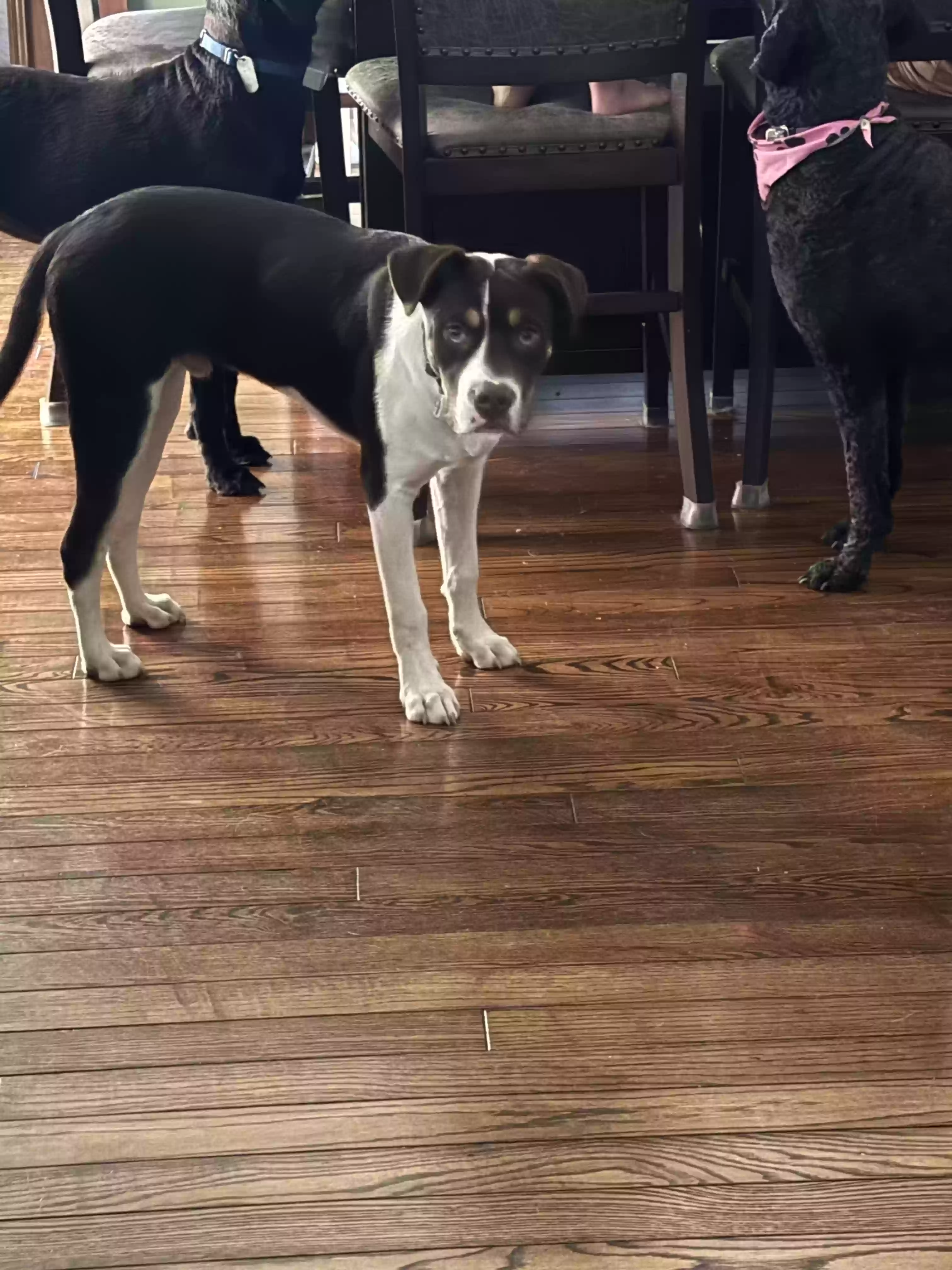 adoptable Dog in Indianapolis,IN named Peanut