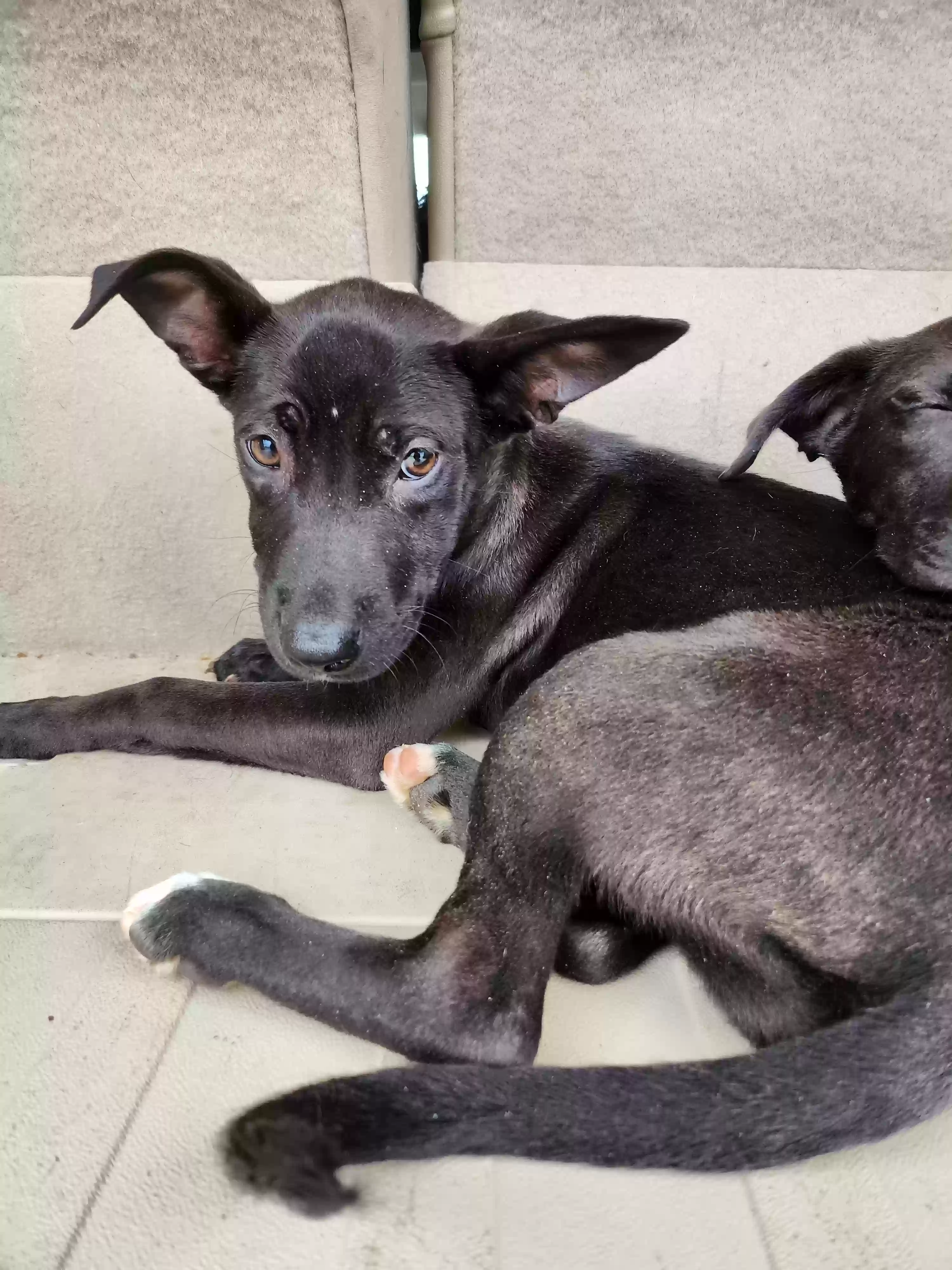 adoptable Dog in Smithfield,NC named Might
