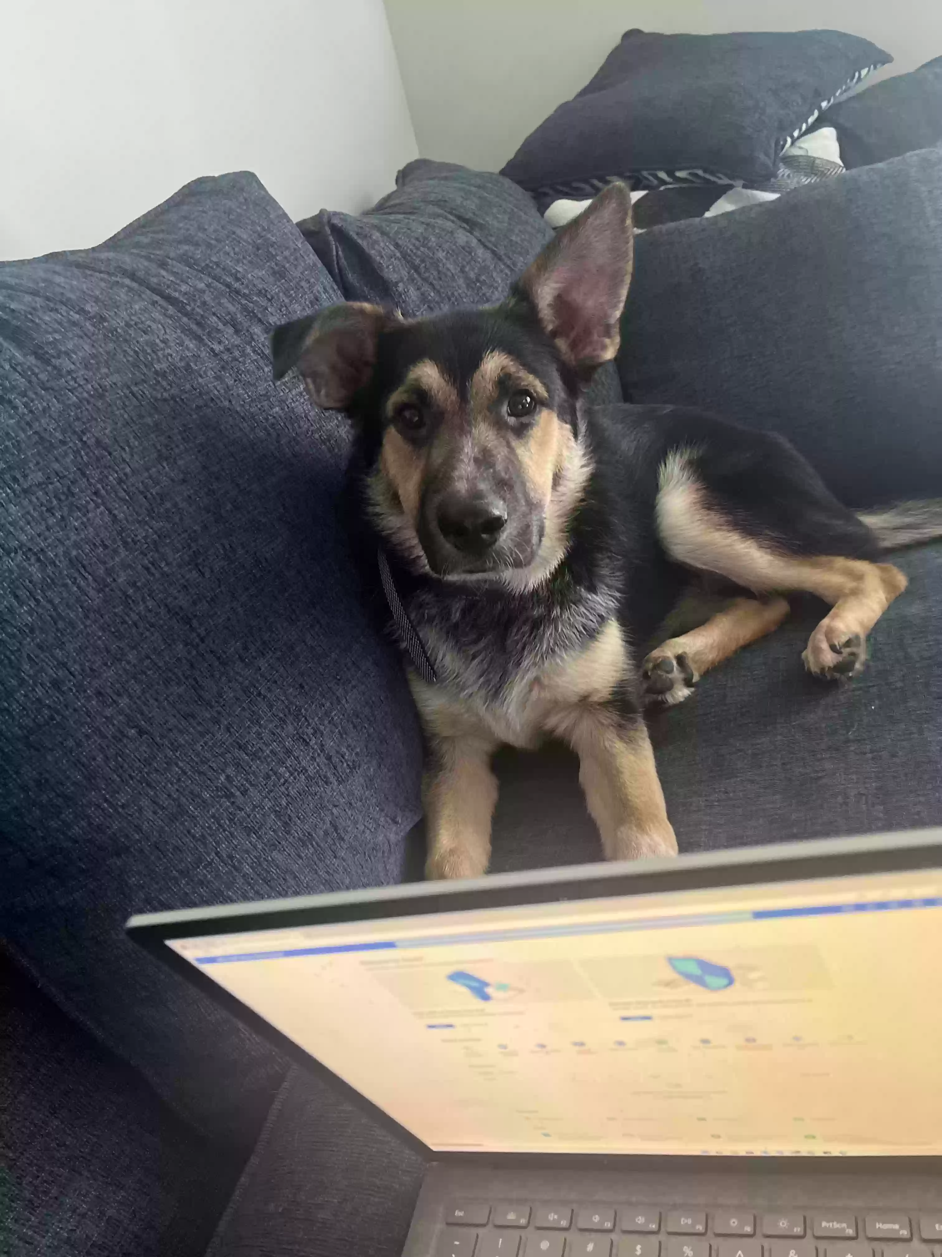 adoptable Dog in Oklahoma City,OK named Icarus