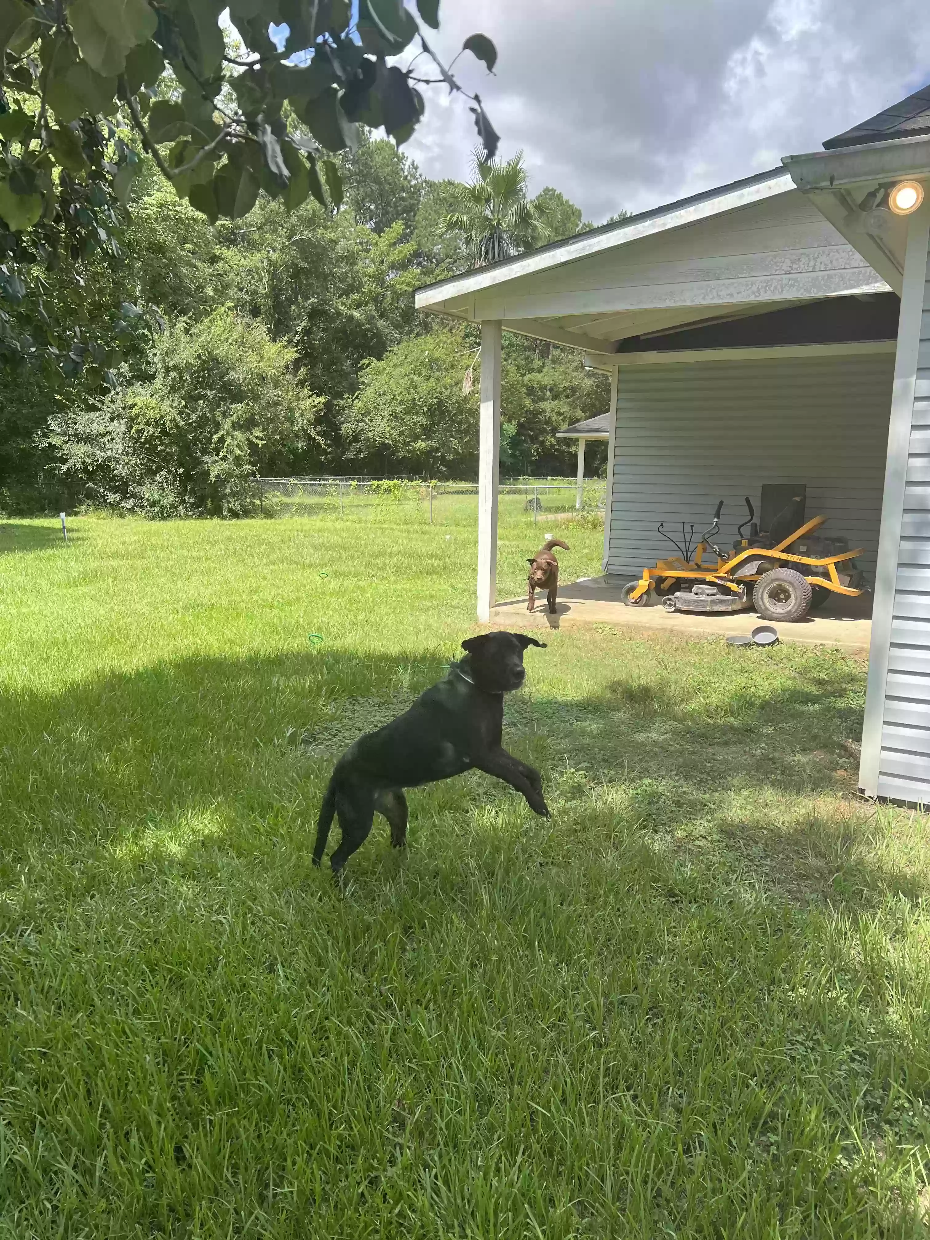 adoptable Dog in Walker,LA named Toby and Maizie