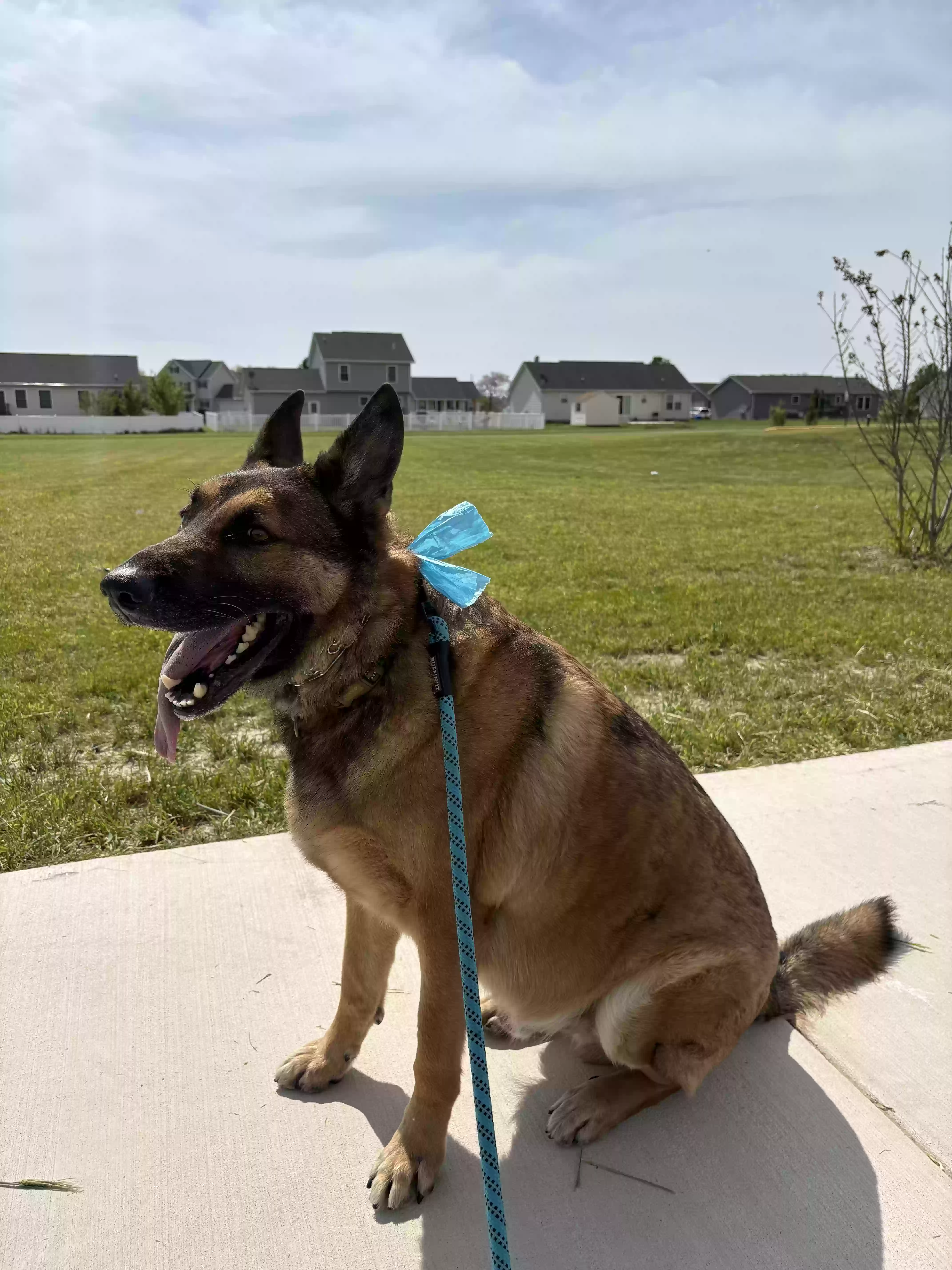 adoptable Dog in Harrington,DE named Arsenal