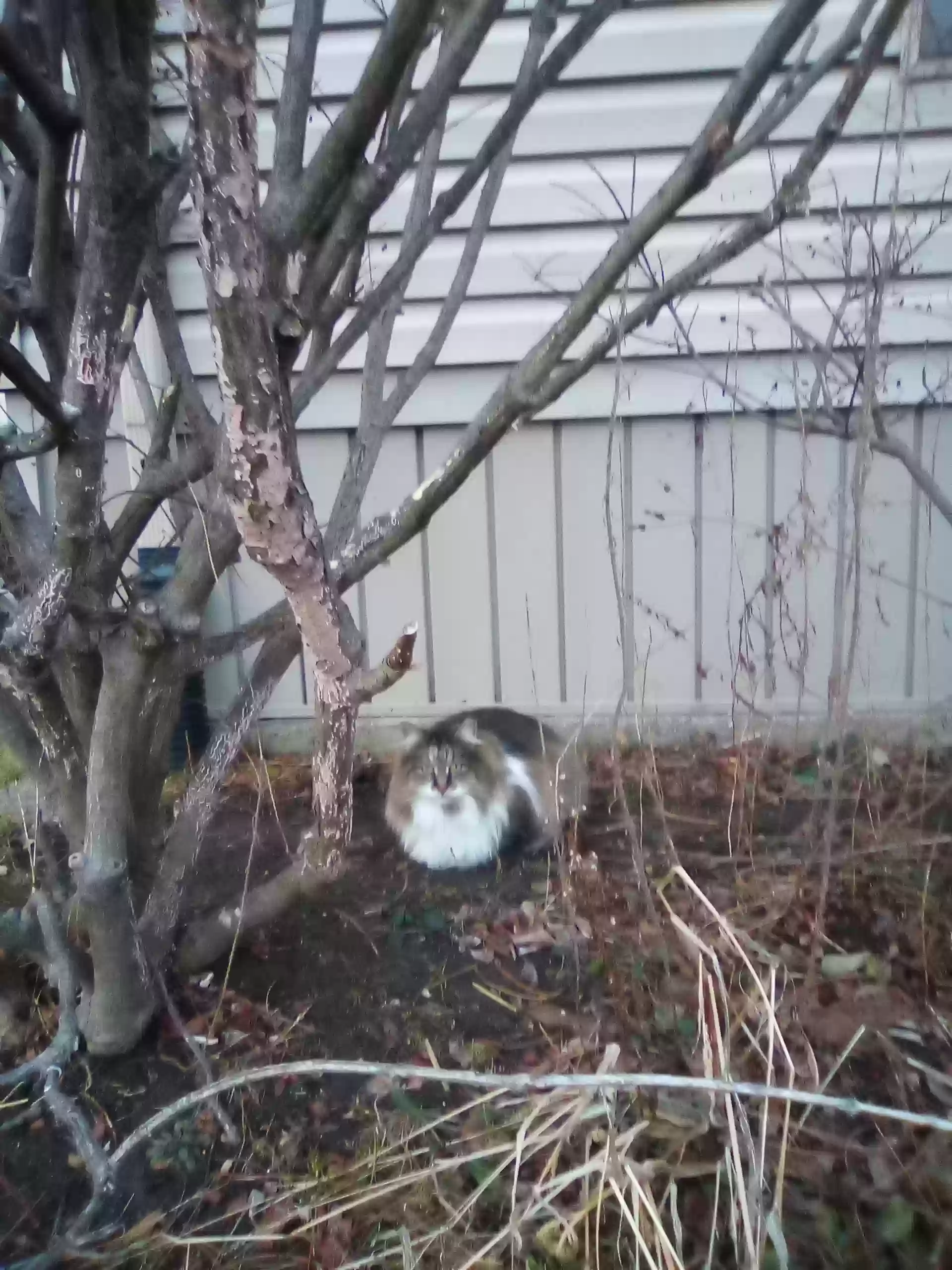 adoptable Cat in Royal Oak,MI named Tuxedo and Fluffy