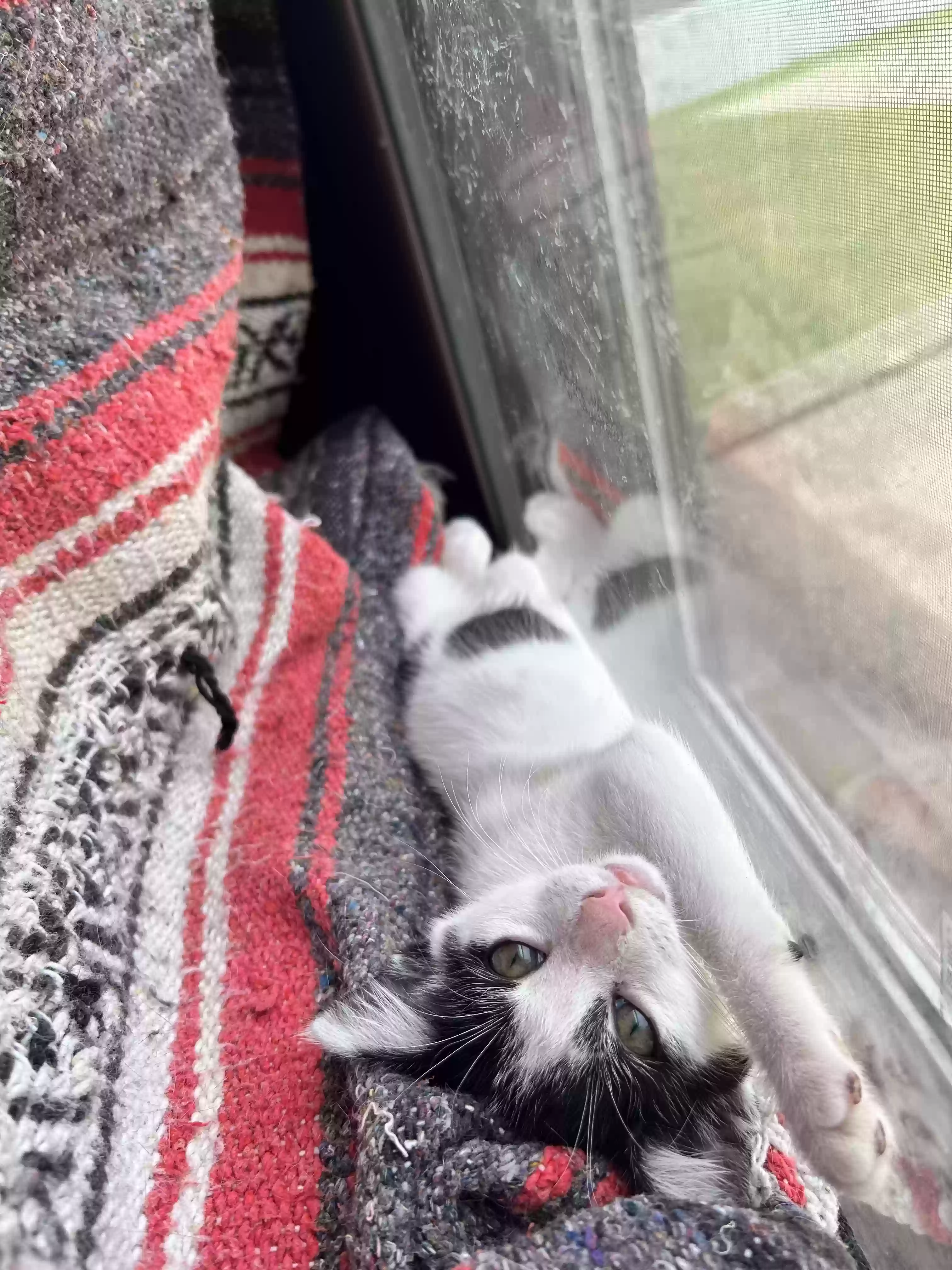 adoptable Cat in Pineville,LA named Roger