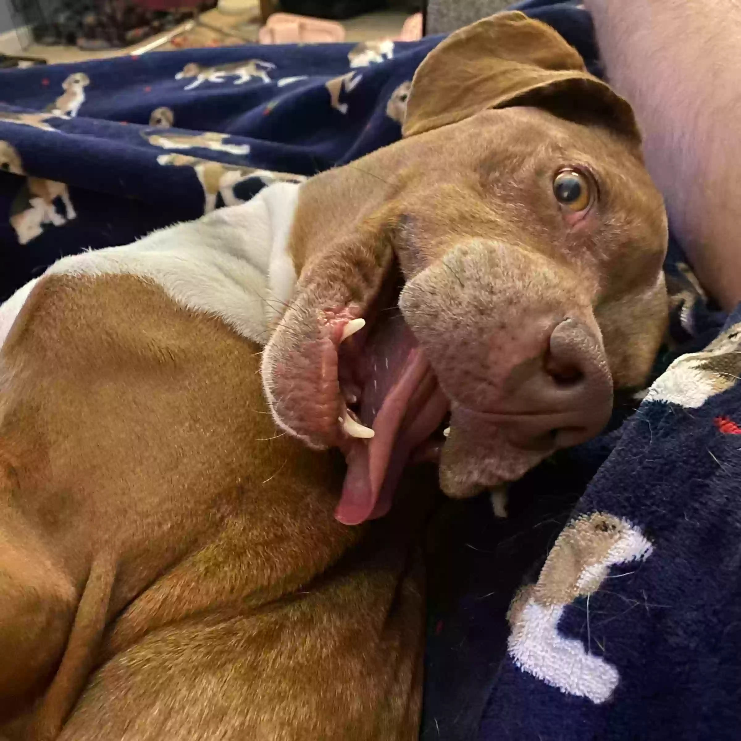 adoptable Dog in Cary,NC named Waffles